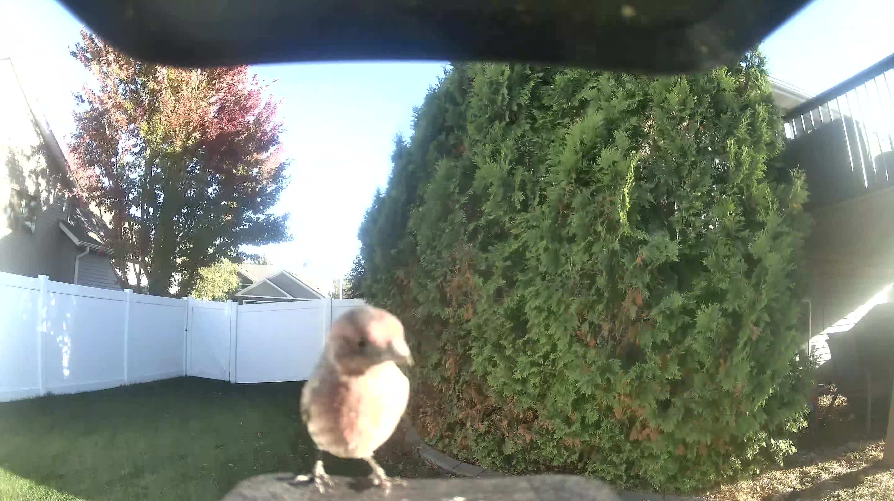 House Finch