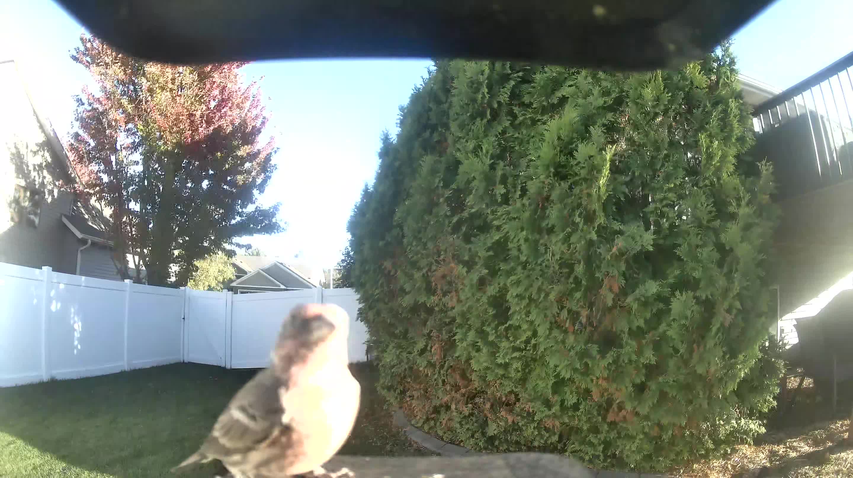 House Finch