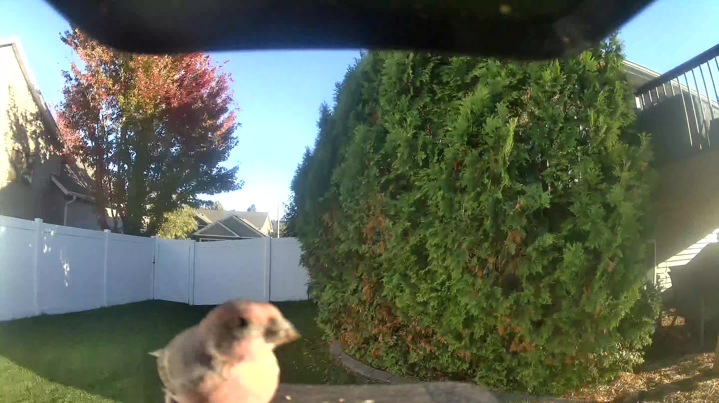 House Finch