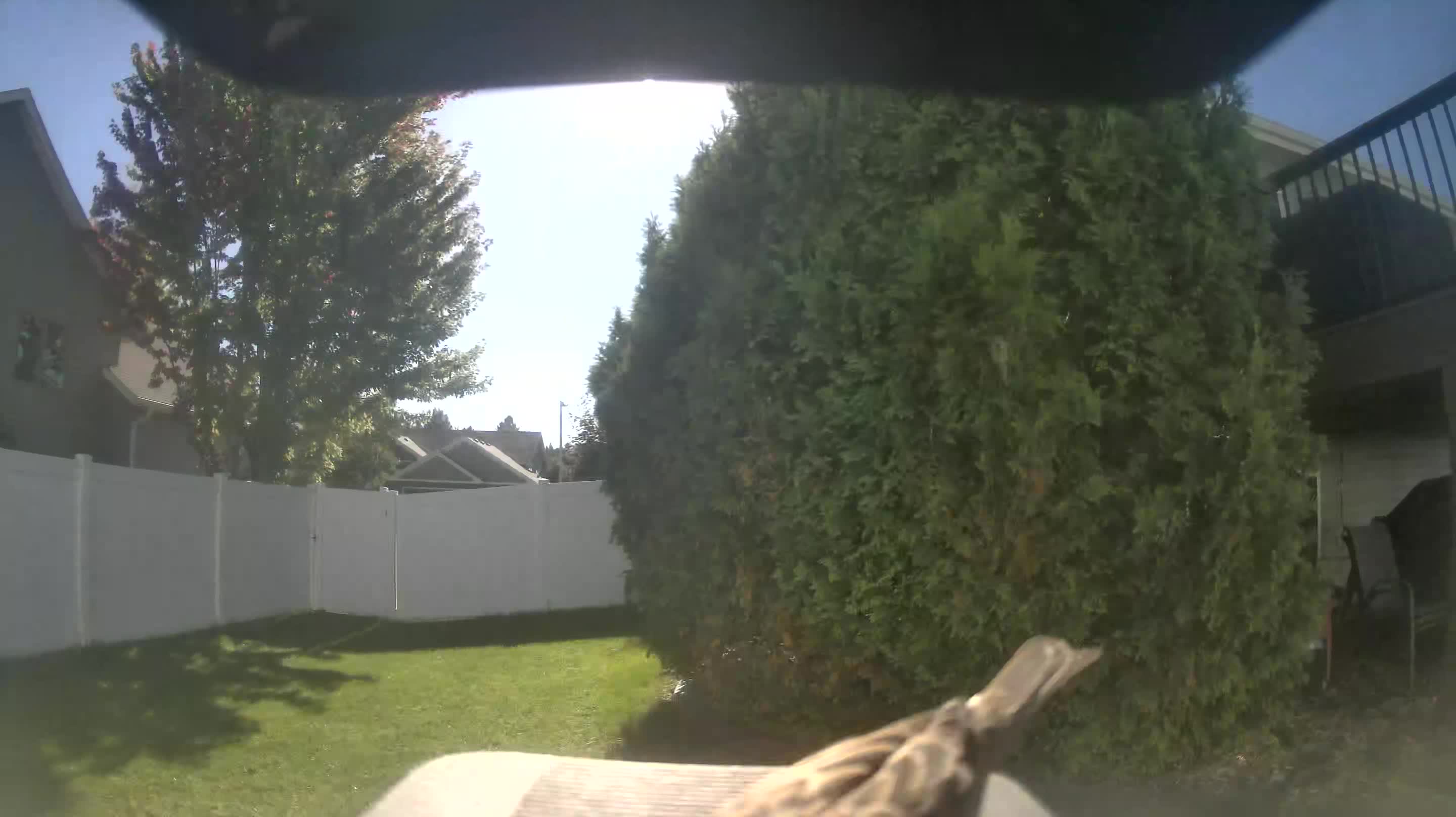 House Sparrow