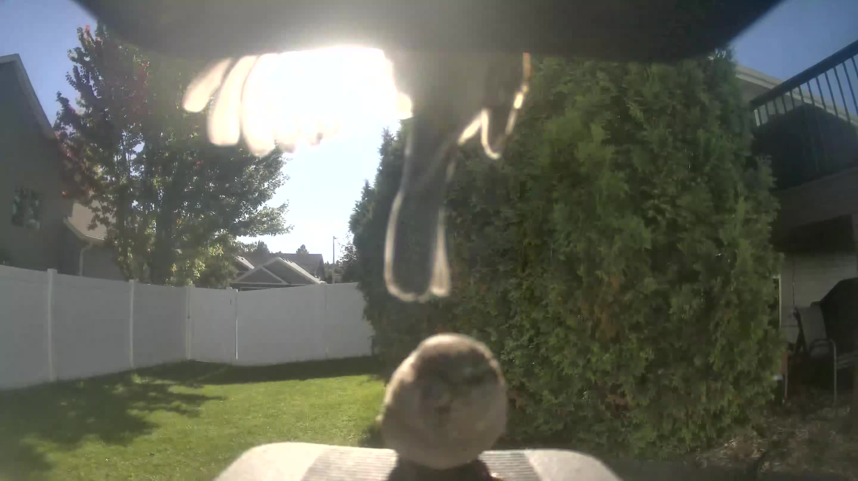 House Sparrow