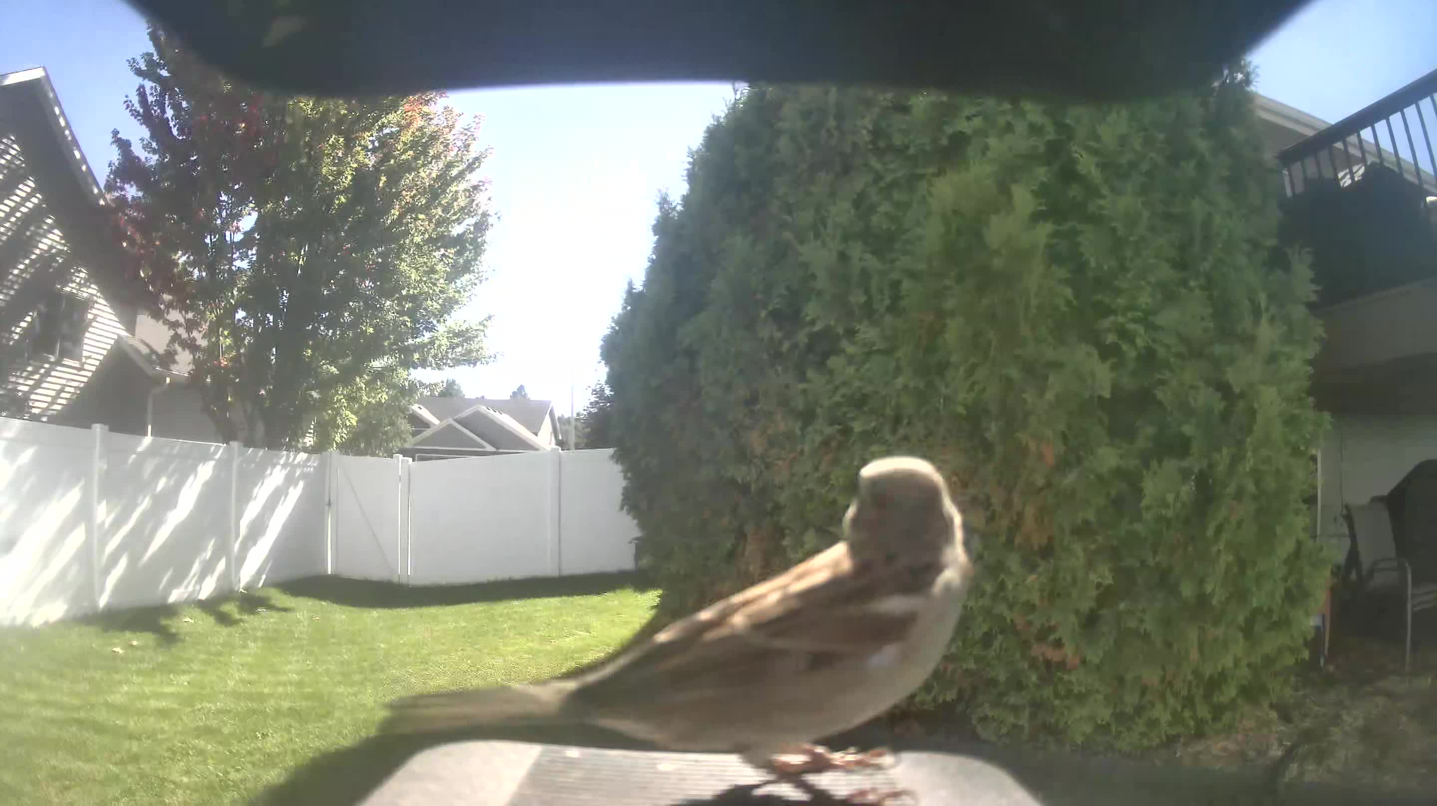 House Sparrow
