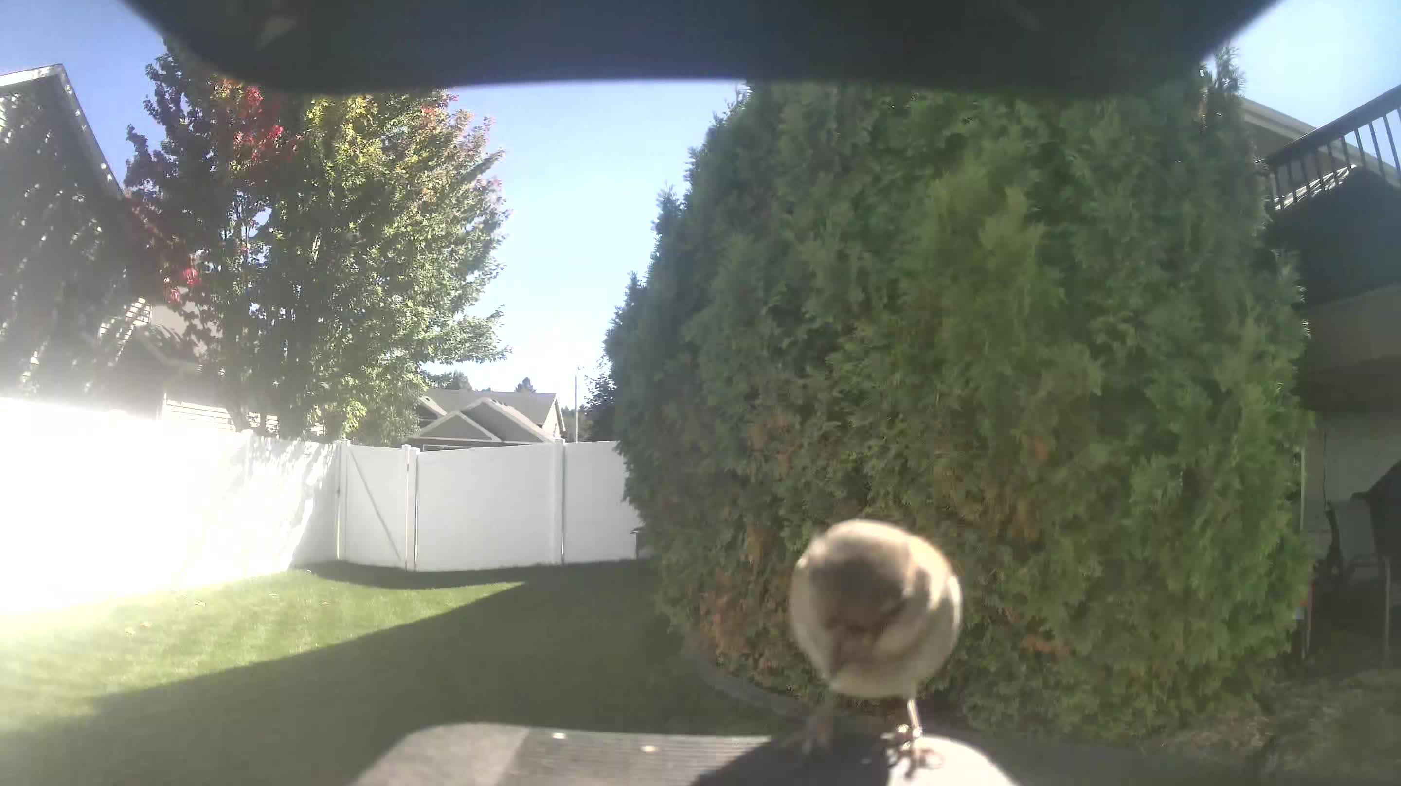 House Finch