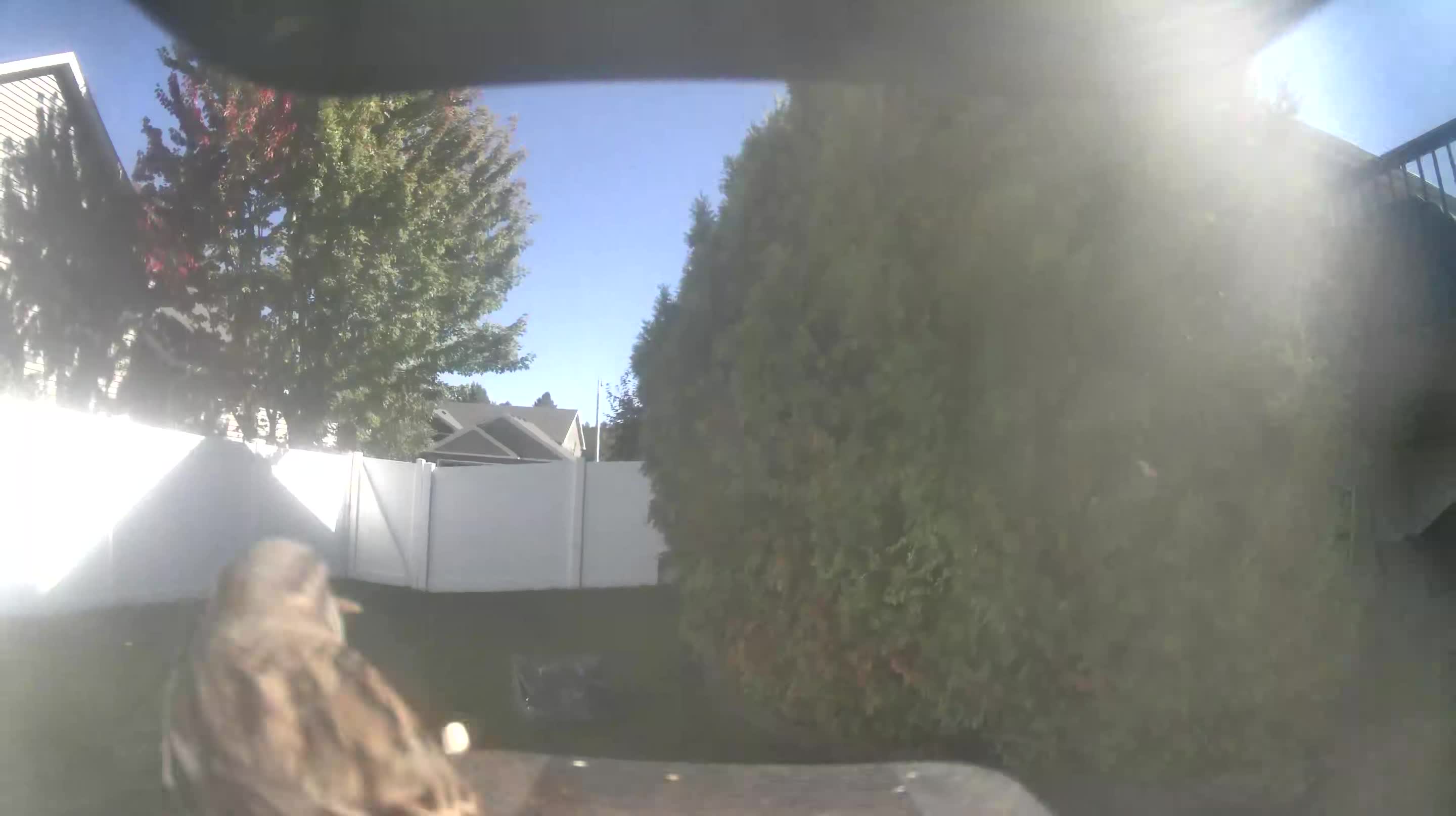House Sparrow