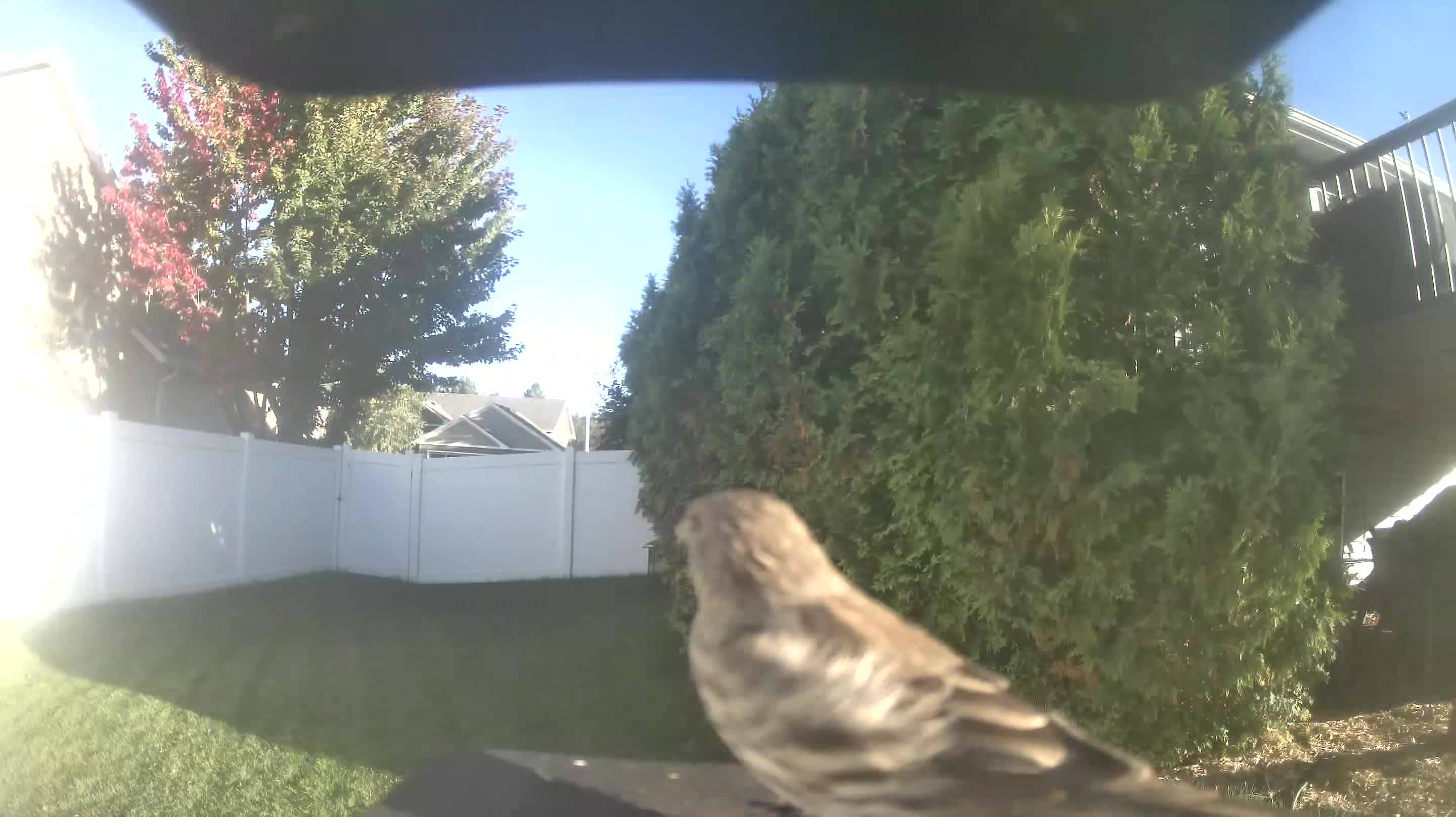 House Finch