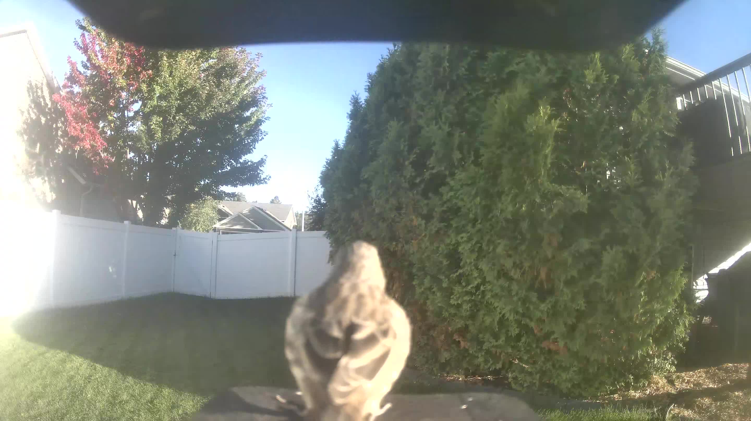 House Finch