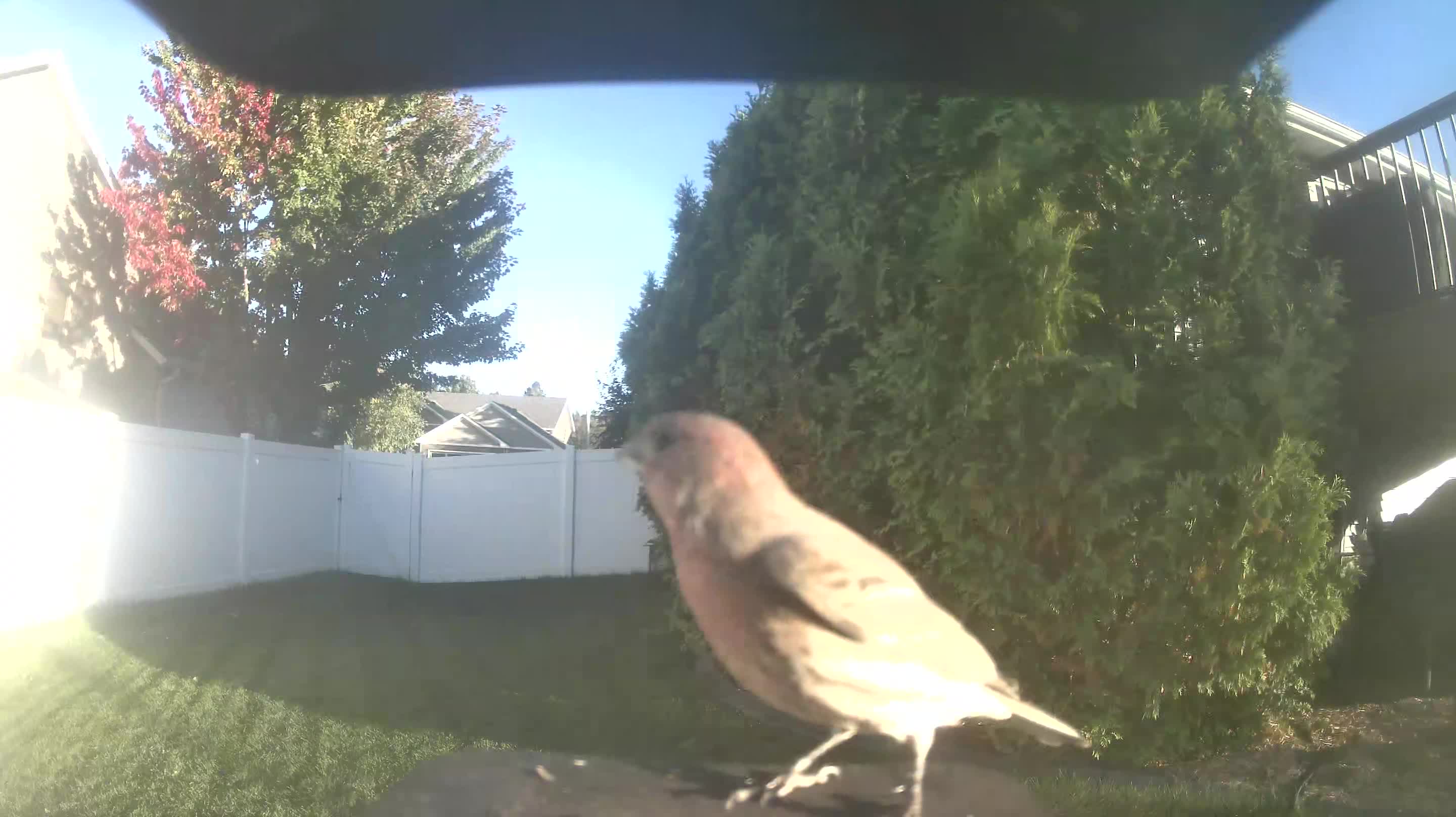 House Finch