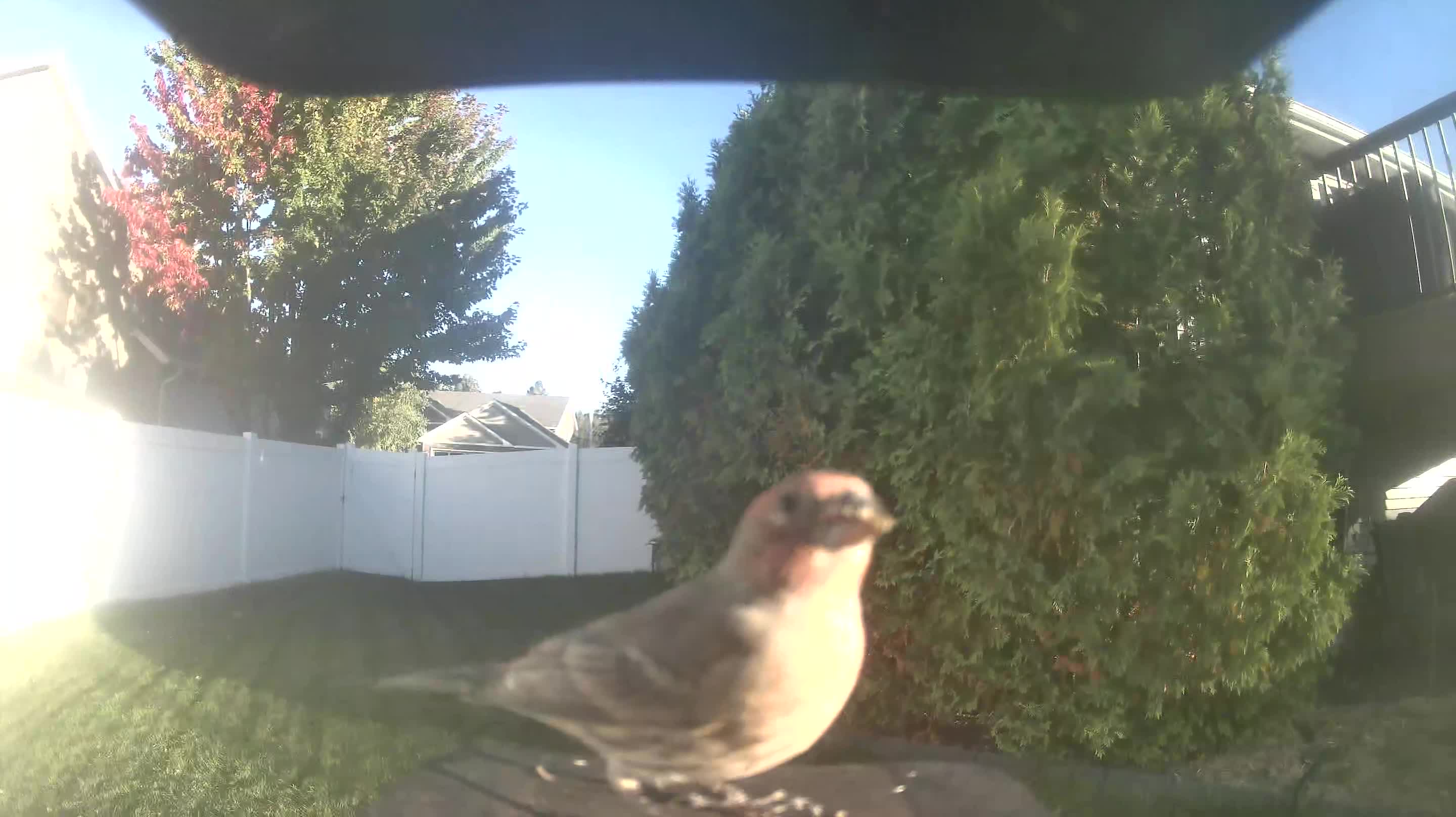 House Finch