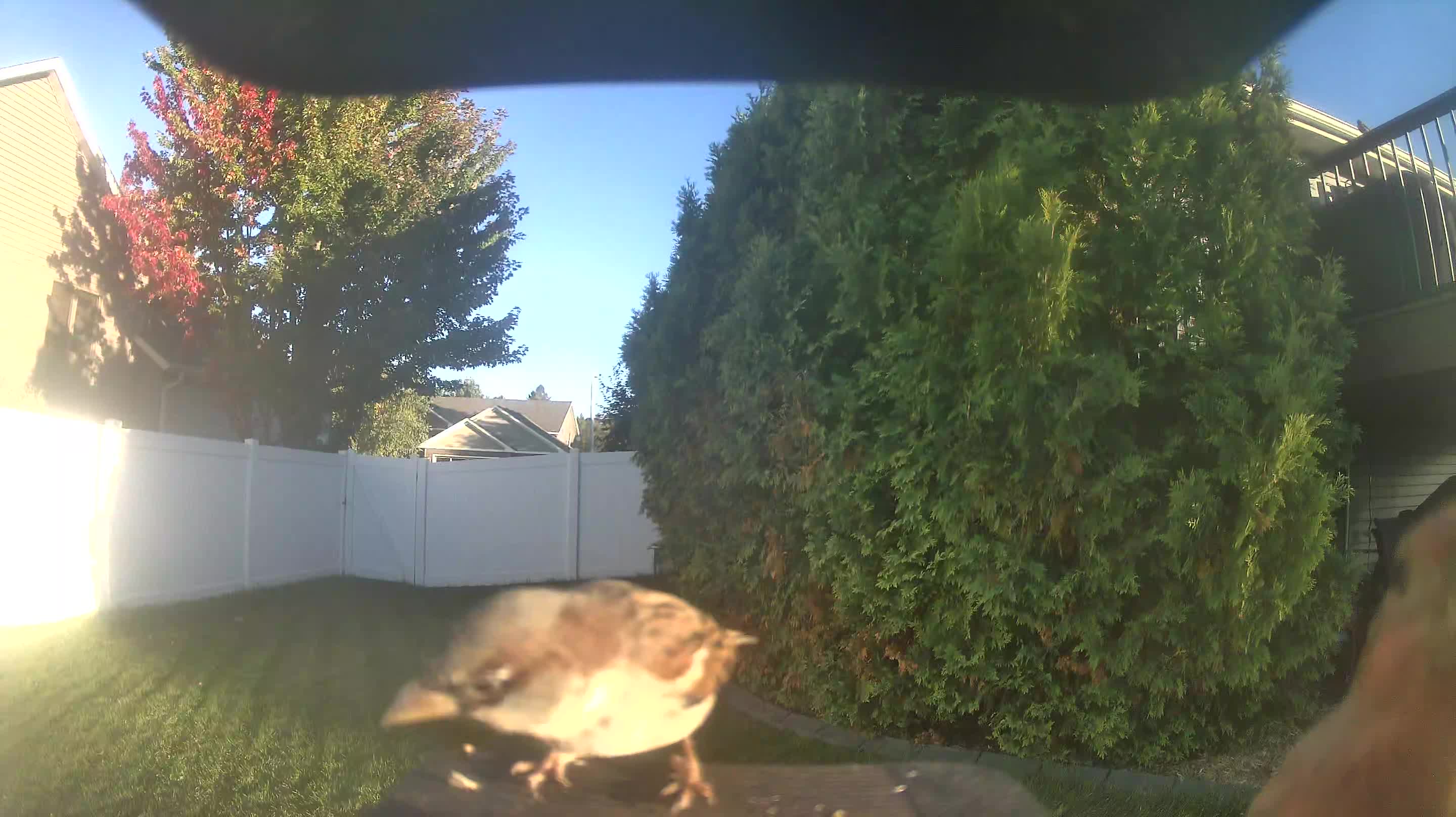 House Sparrow
