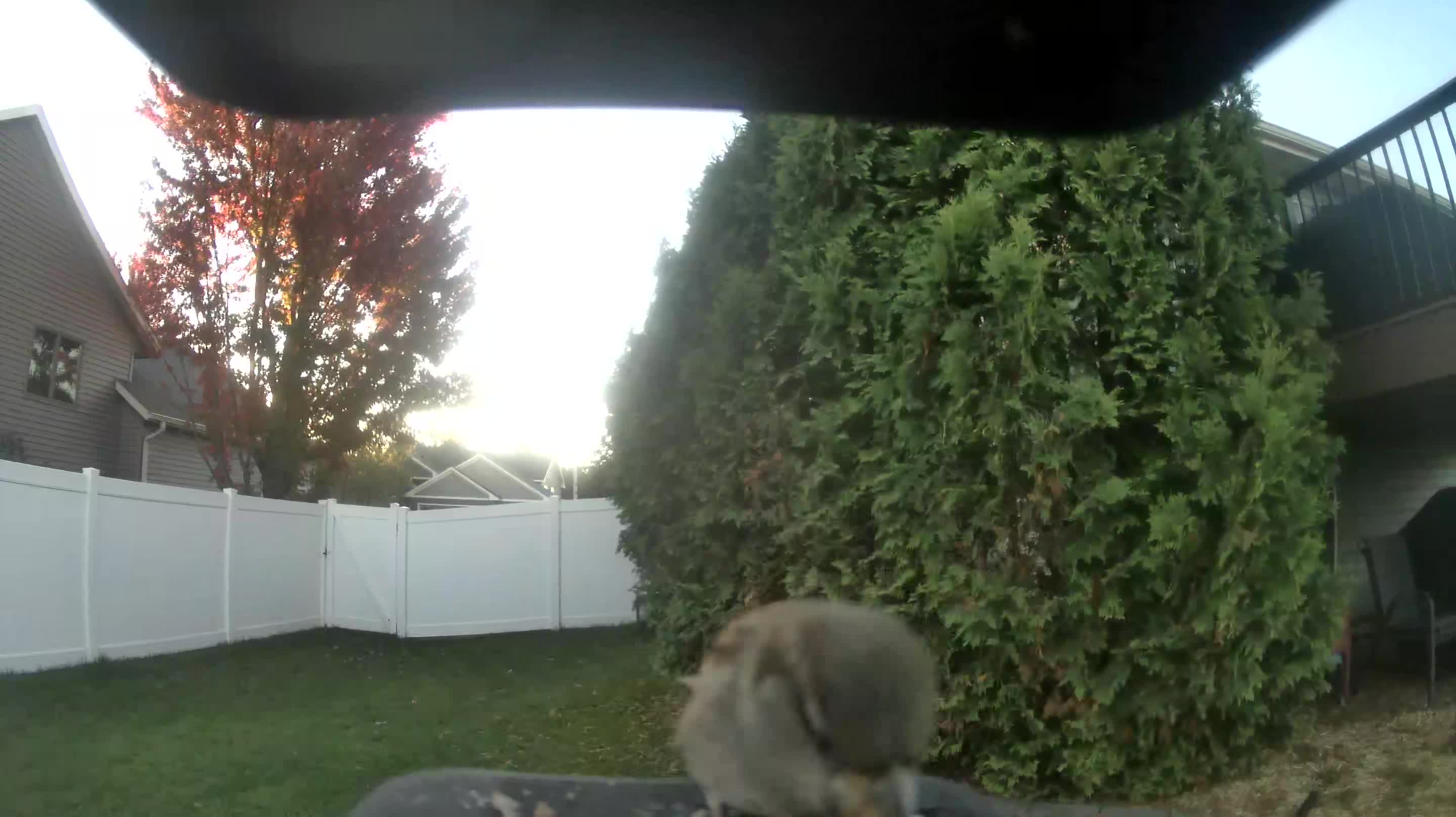 House Sparrow