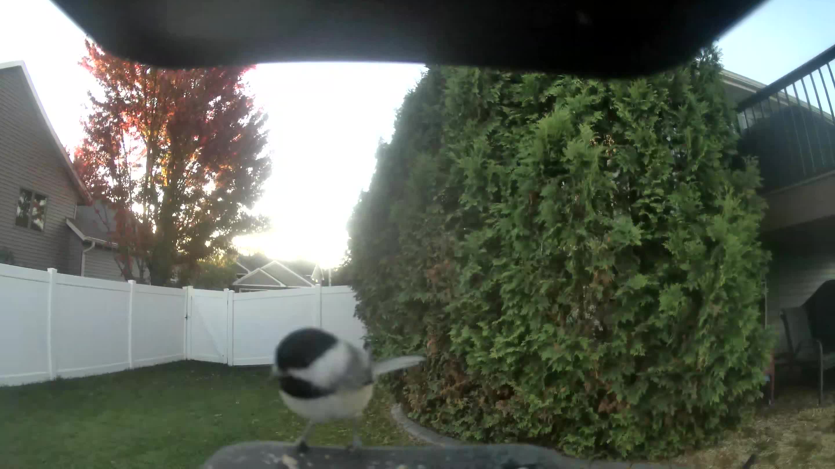 Black-capped Chickadee