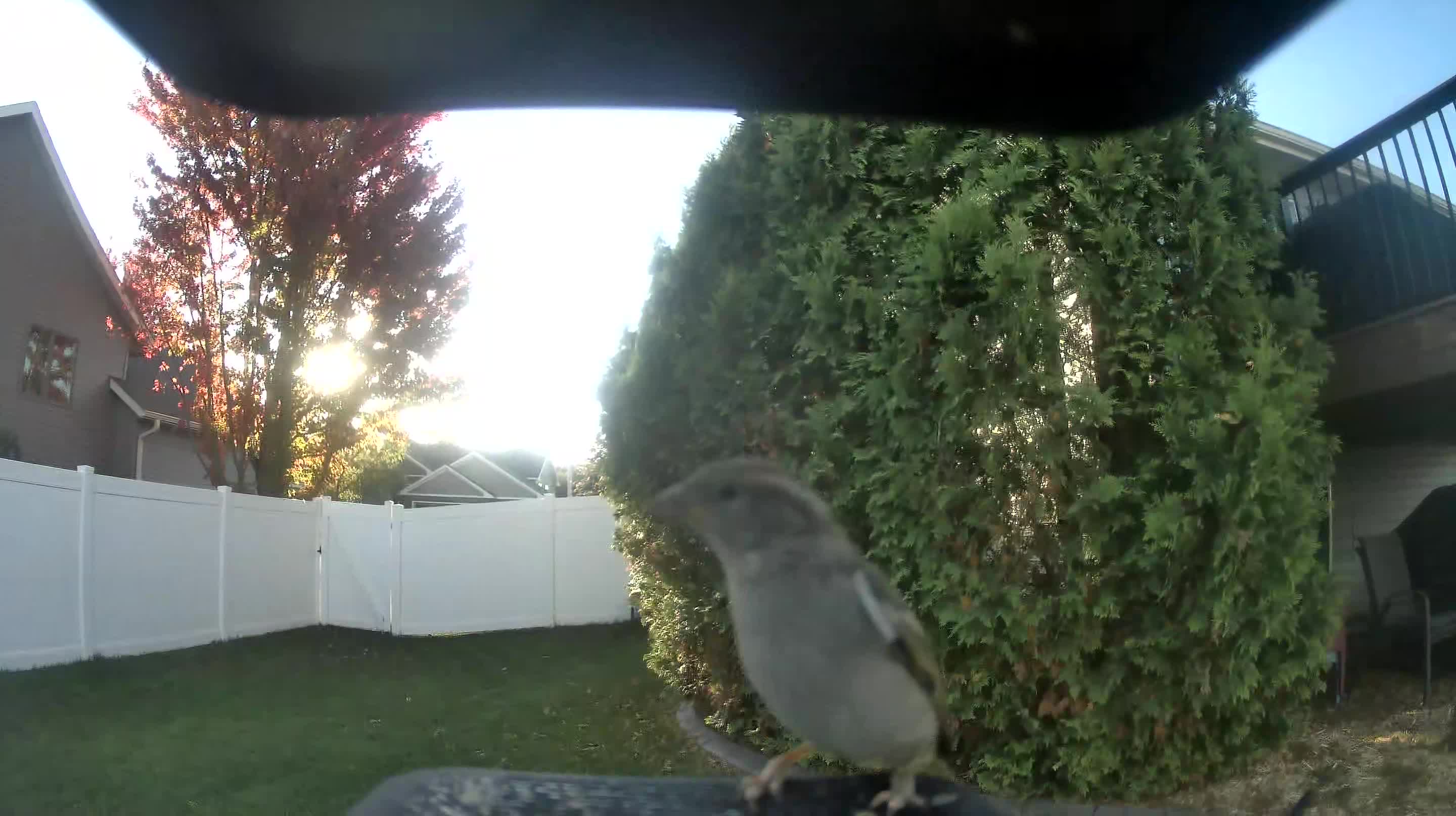 House Sparrow