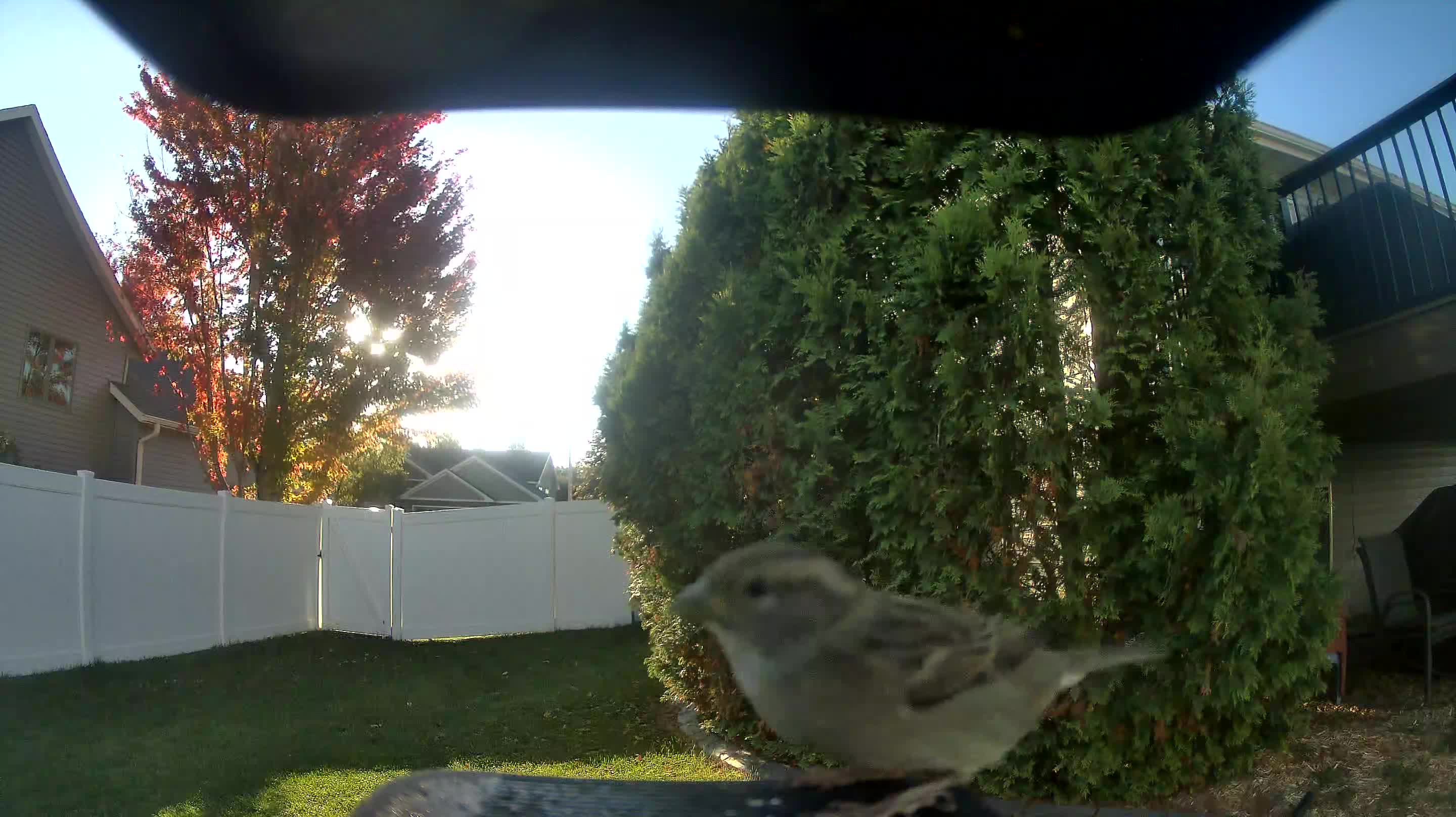 House Sparrow