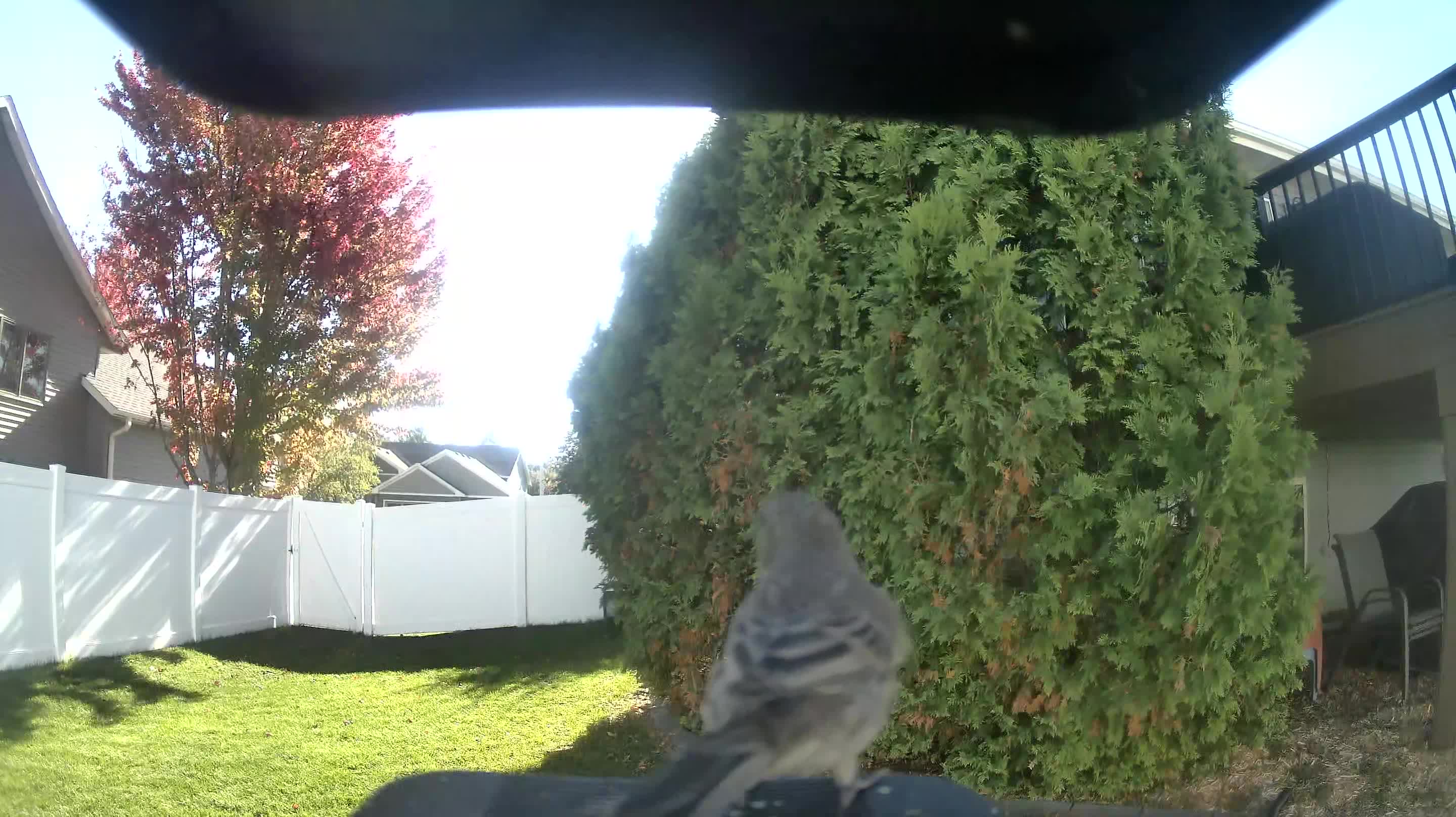 Northern Mockingbird