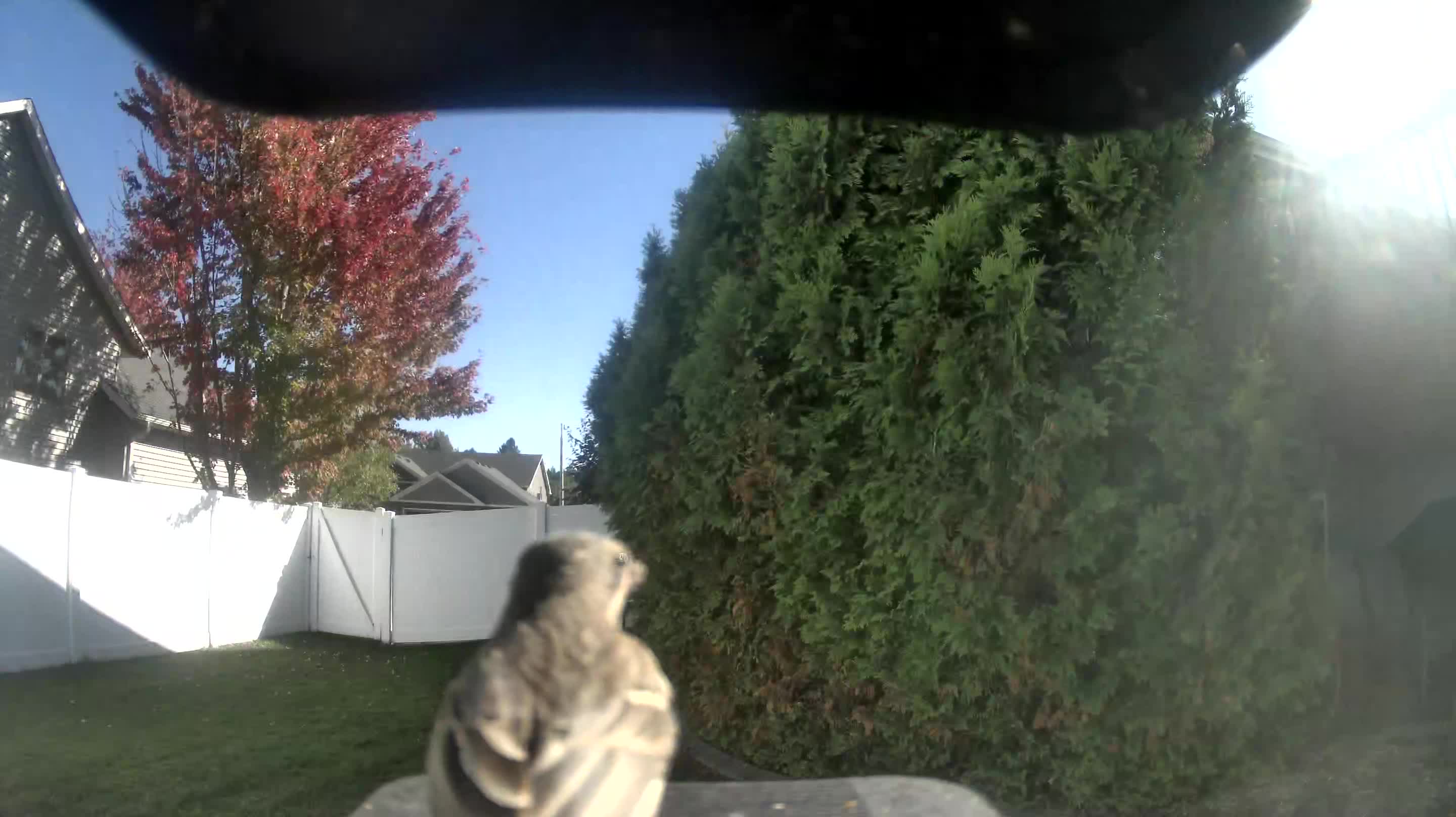 House Sparrow