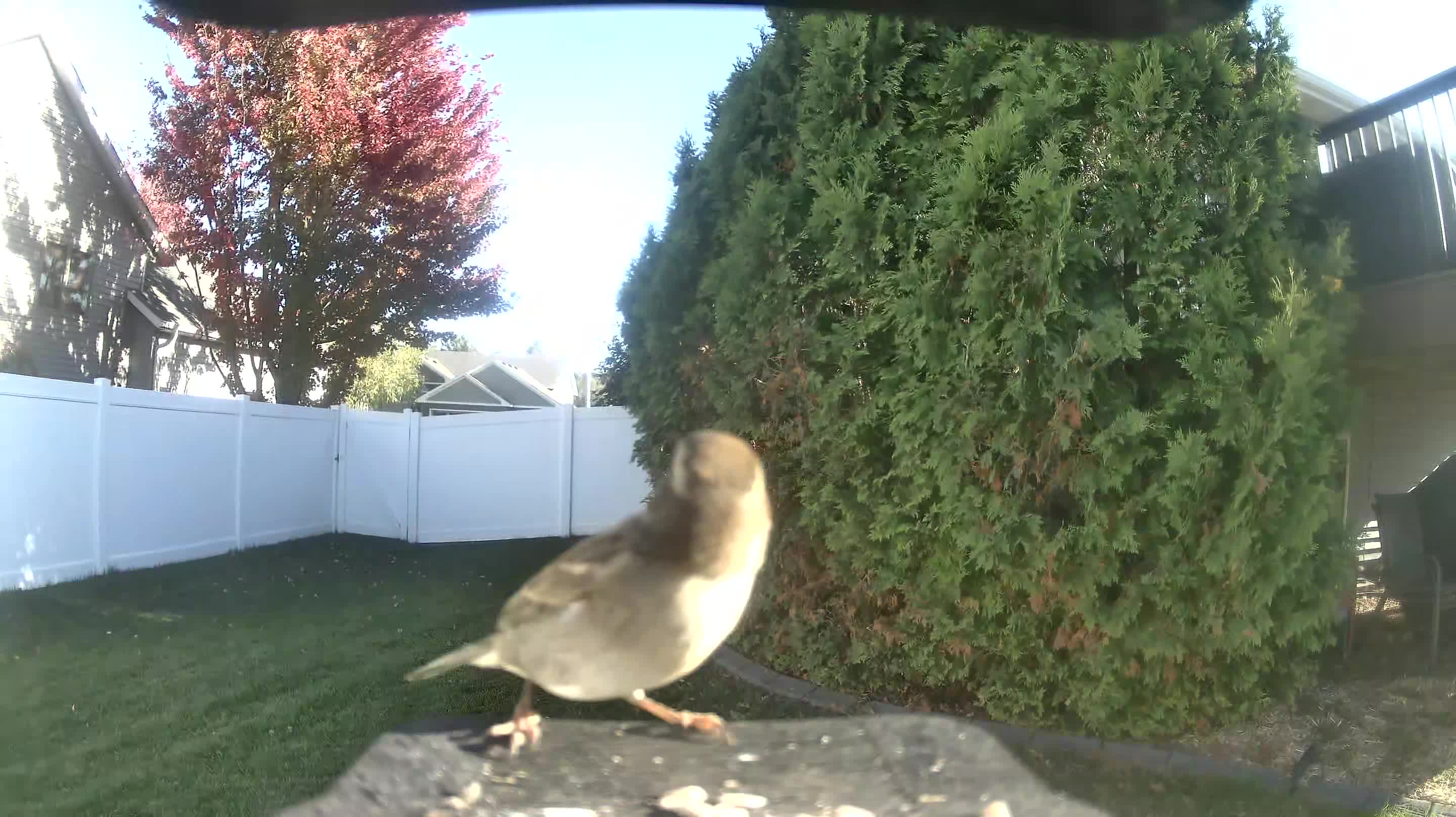 House Sparrow