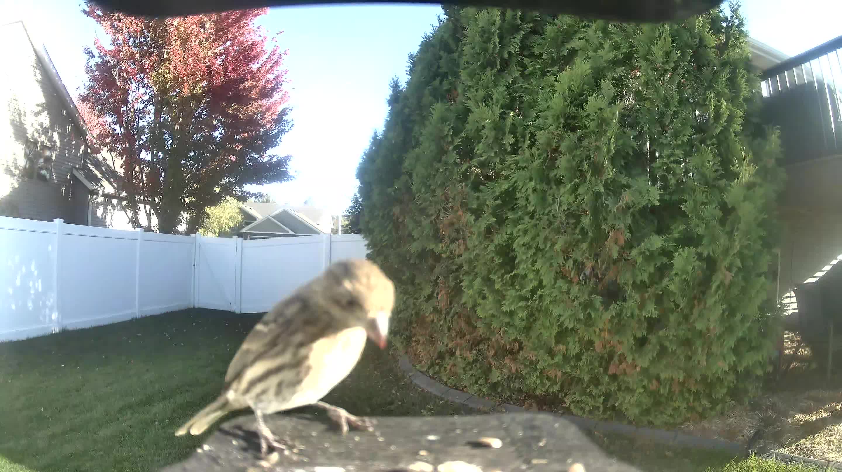 House Finch