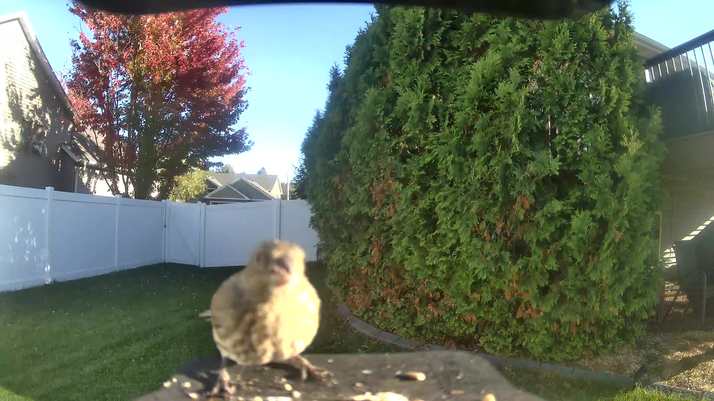House Finch