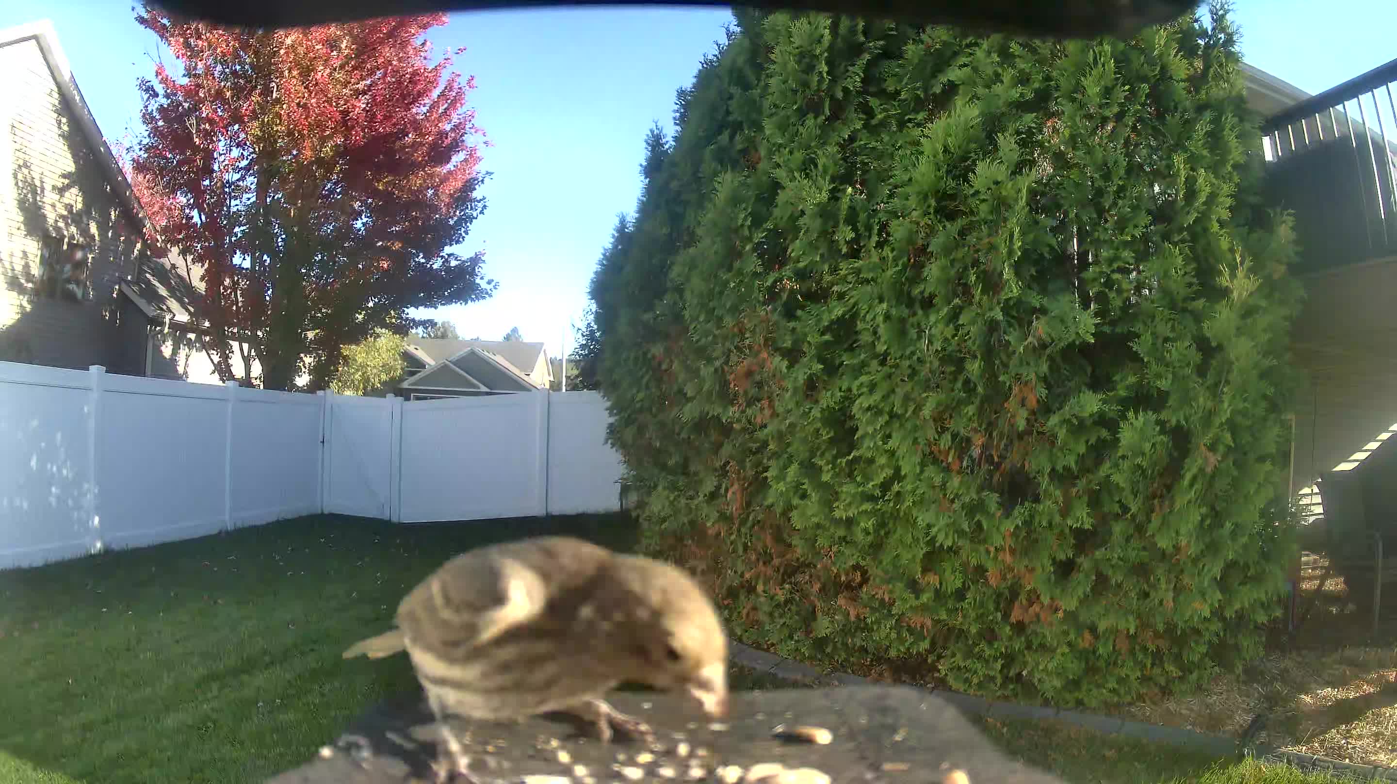 House Finch