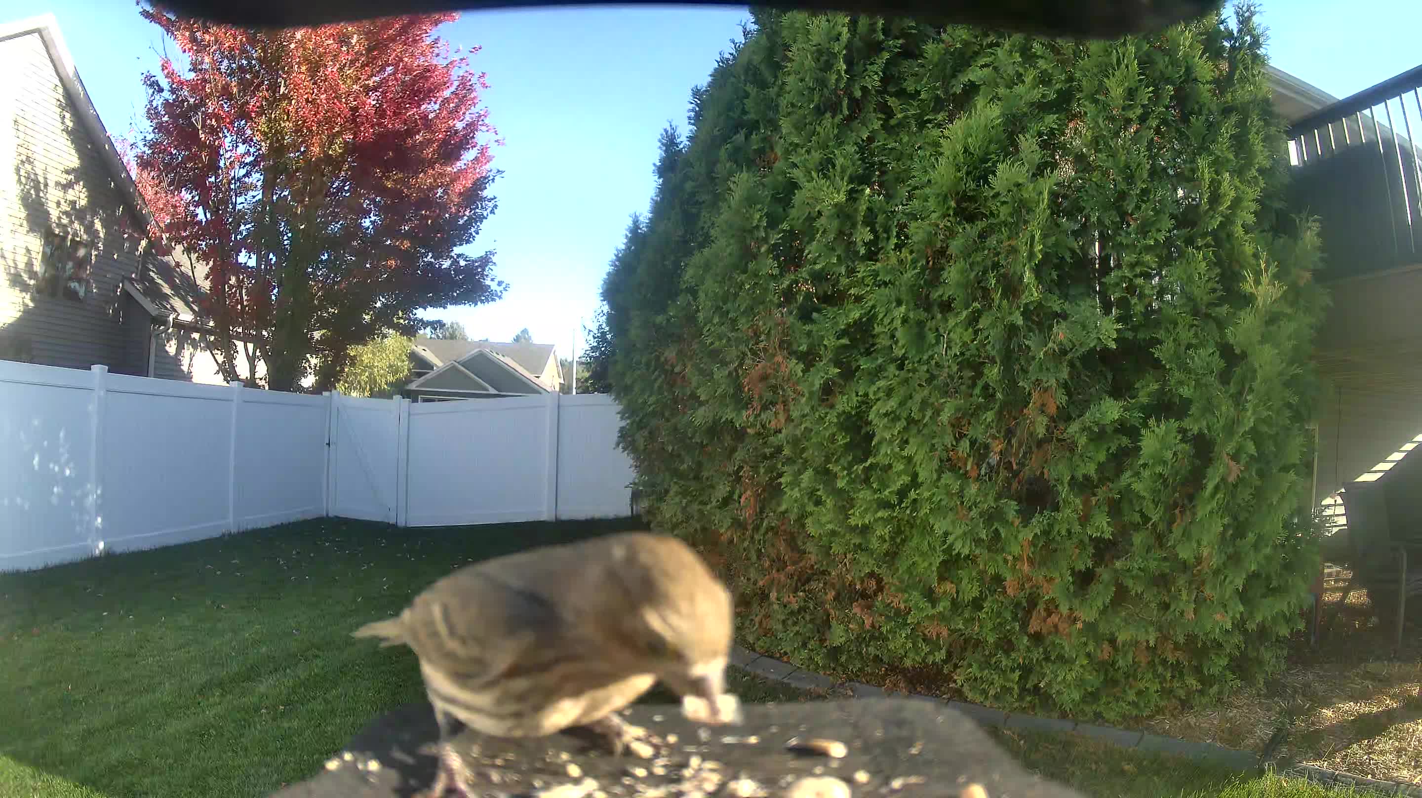 House Finch