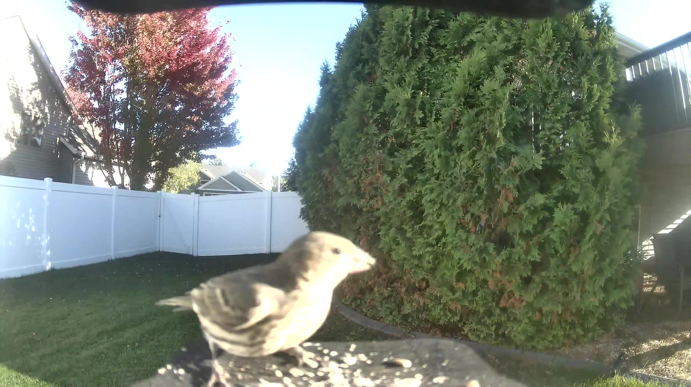 House Finch