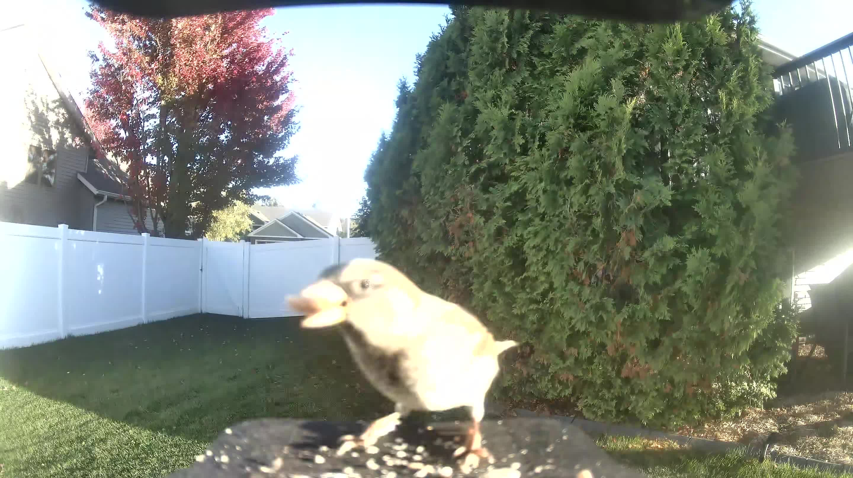 House Sparrow
