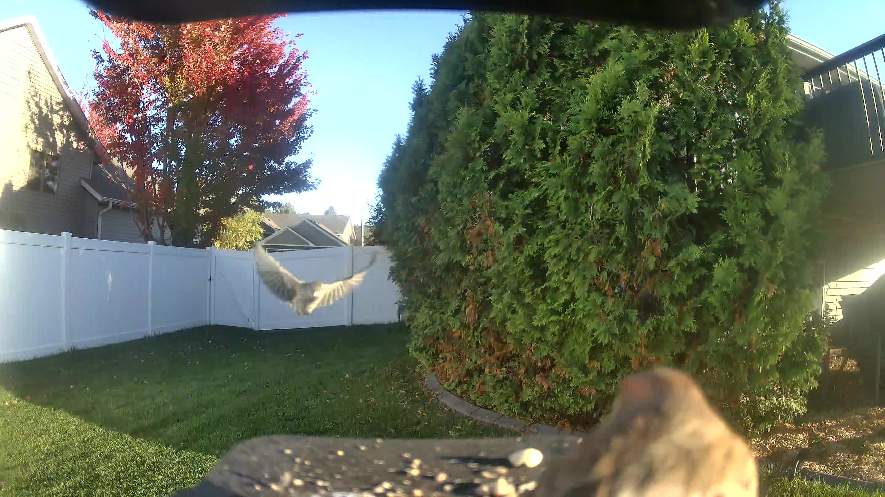 Unknown Bird