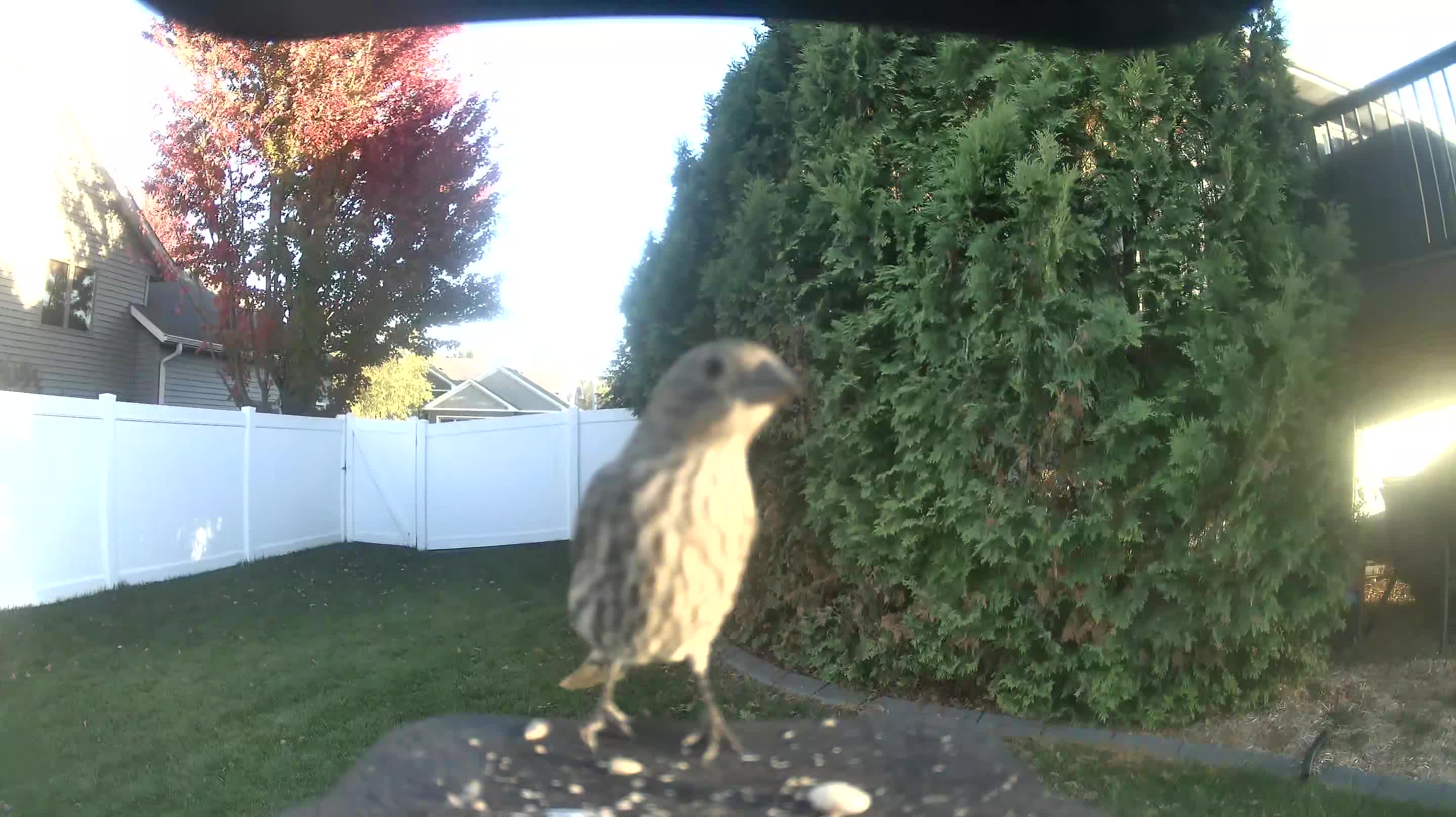 House Finch