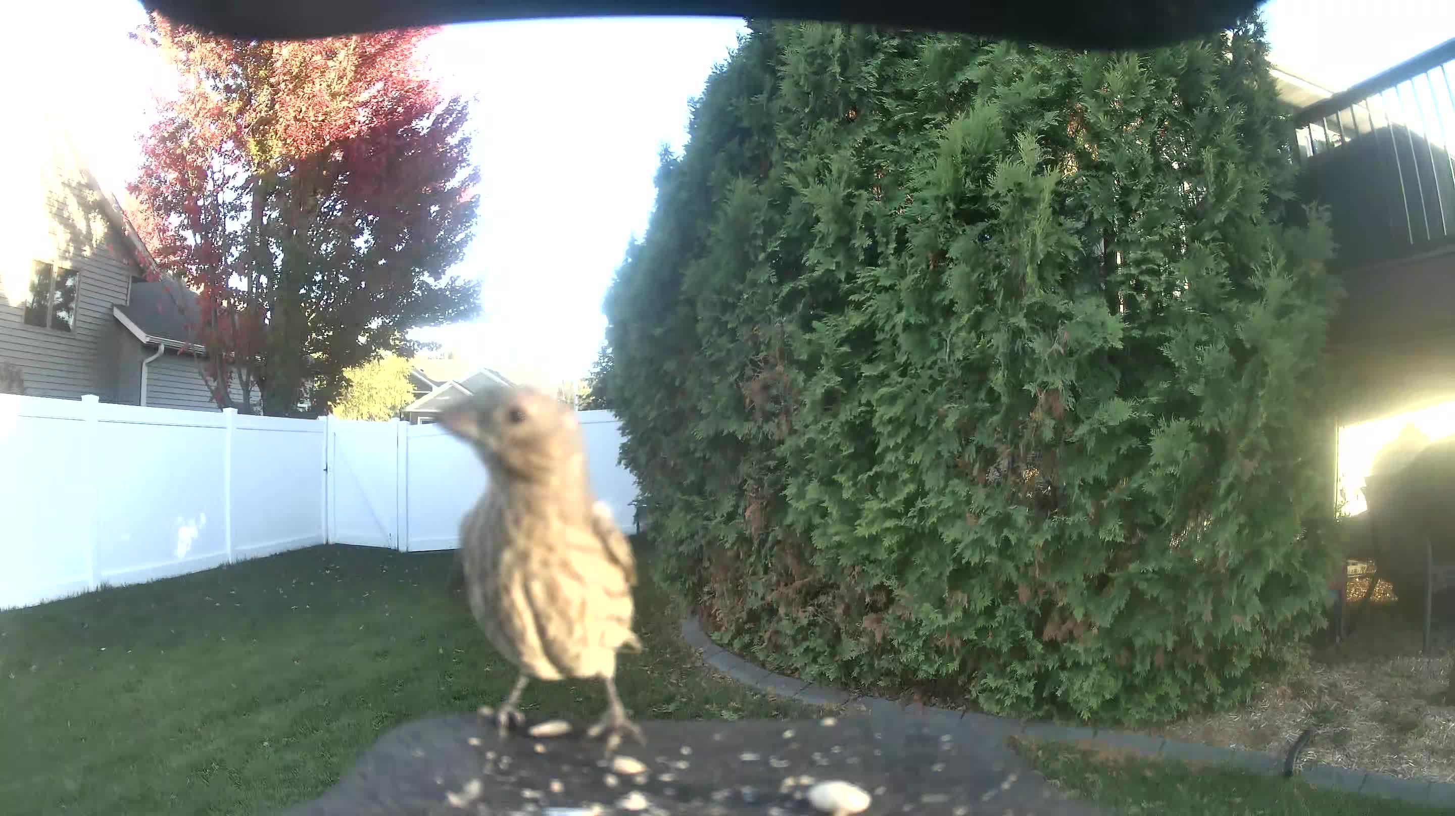 House Finch