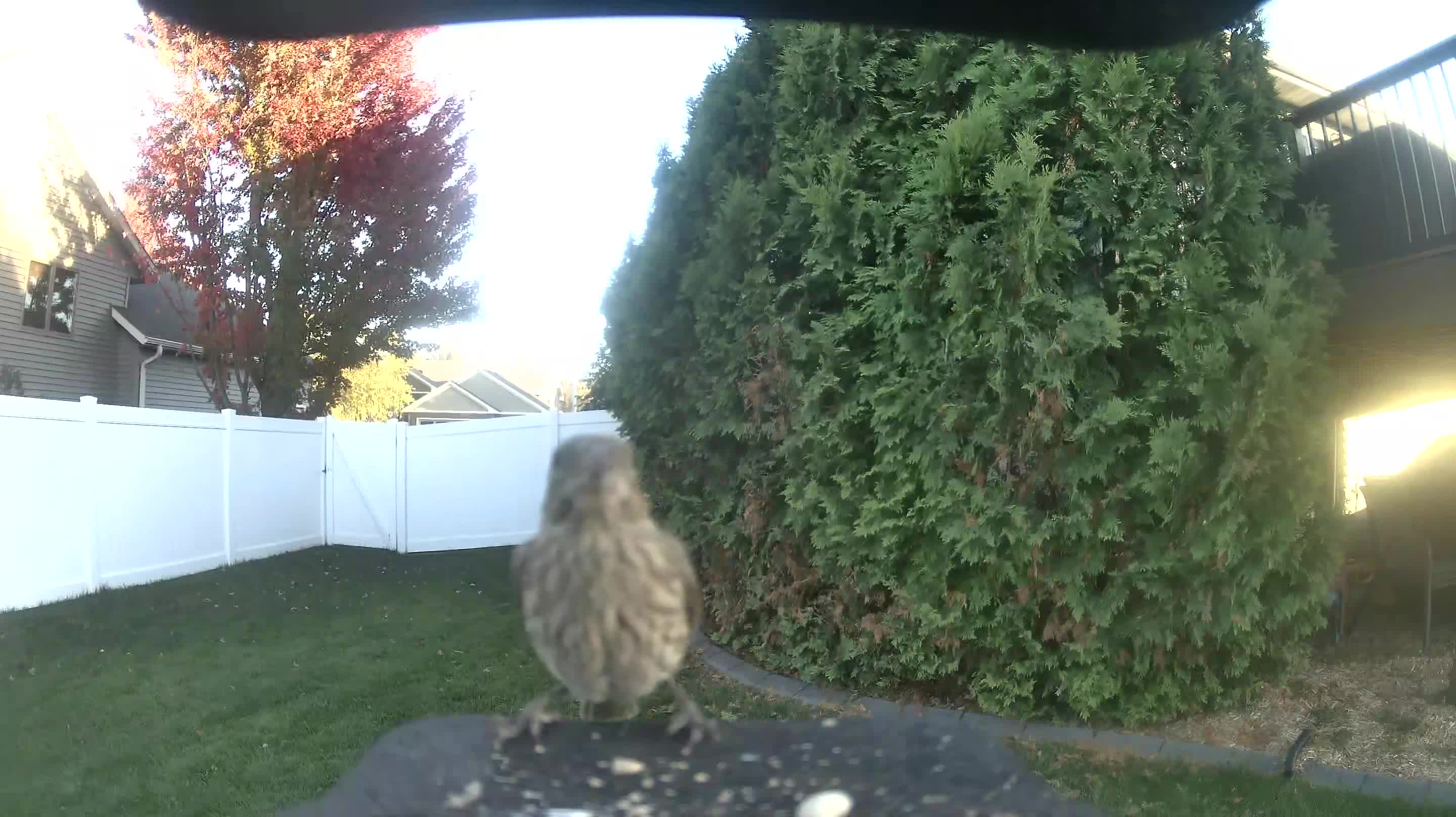 House Finch
