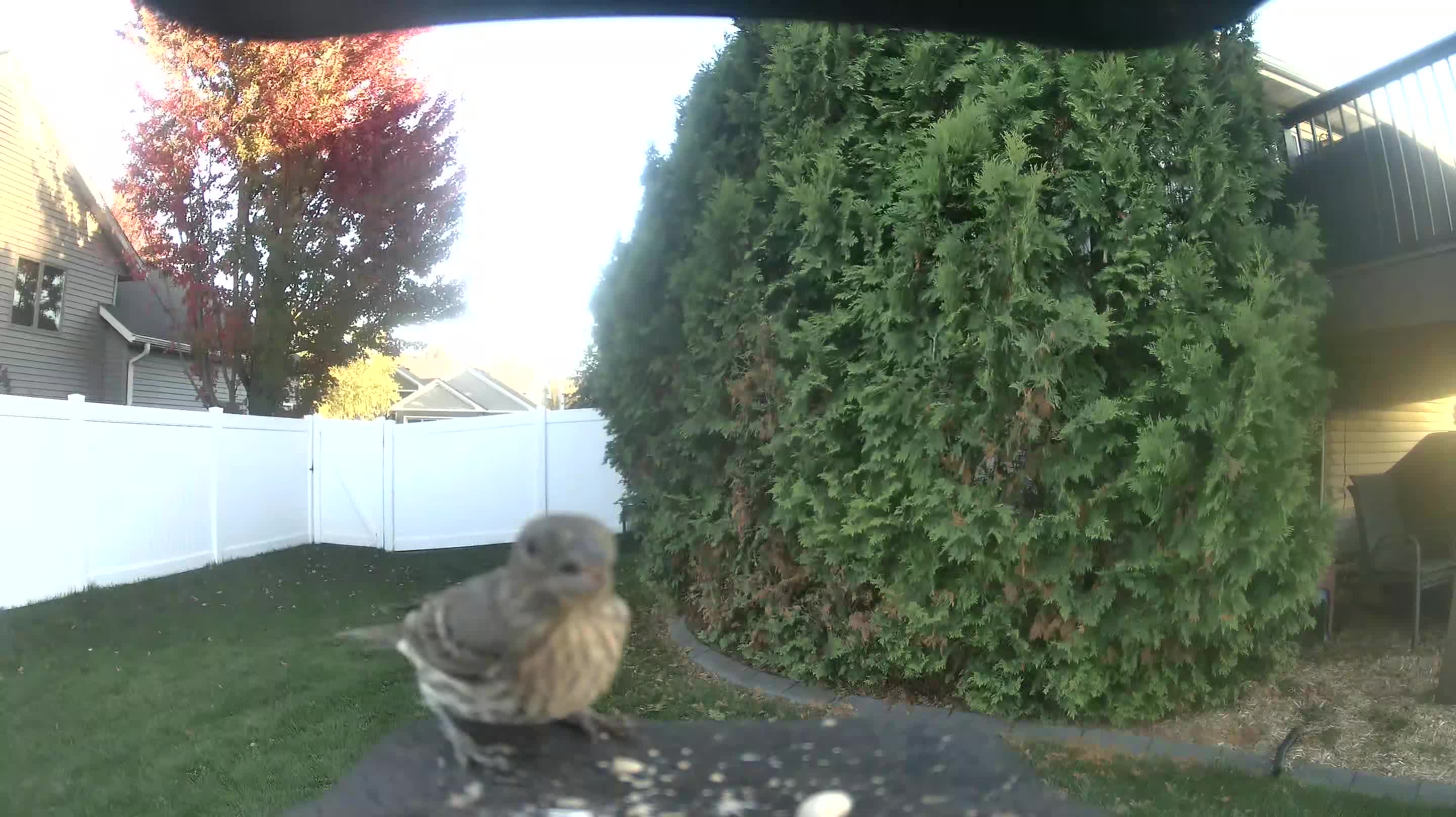 House Finch