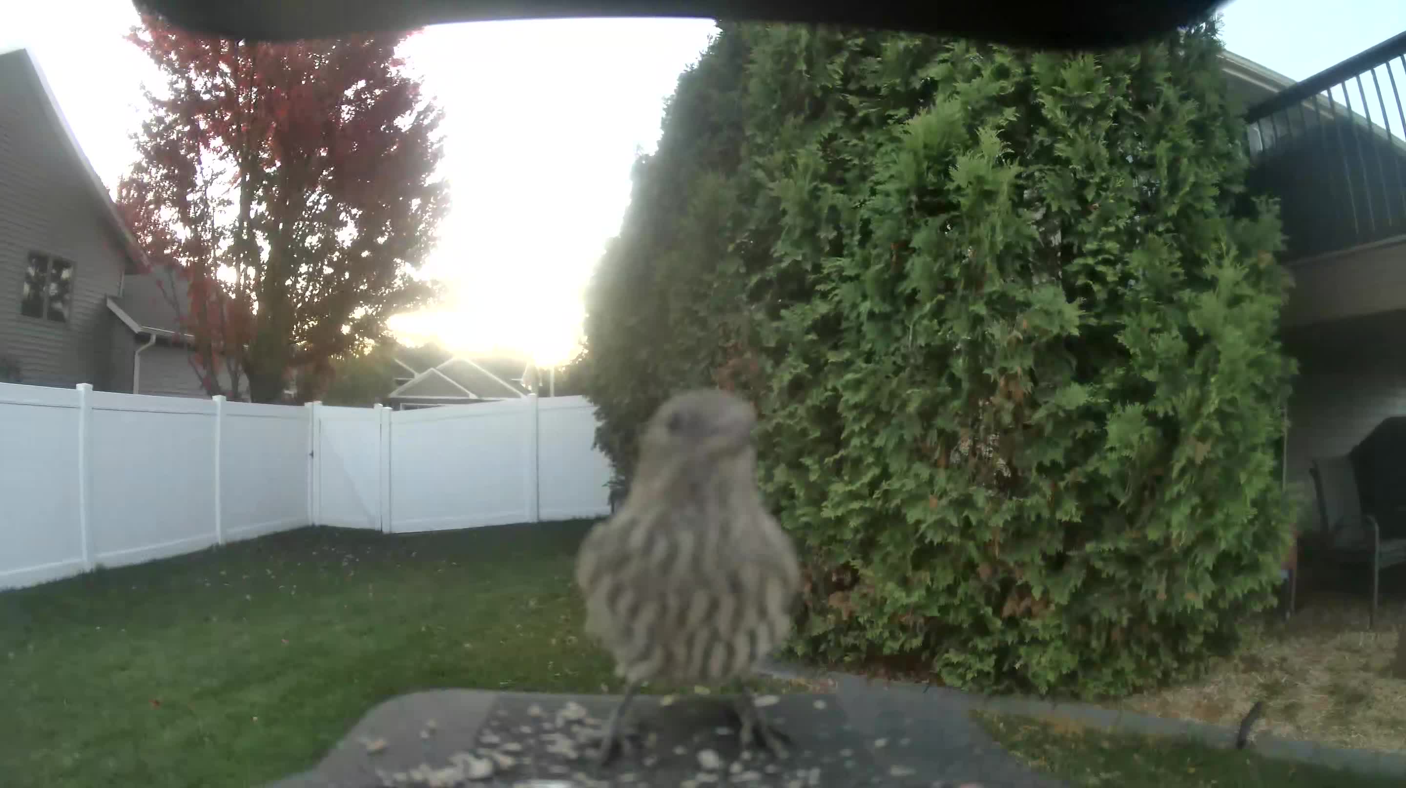 House Finch