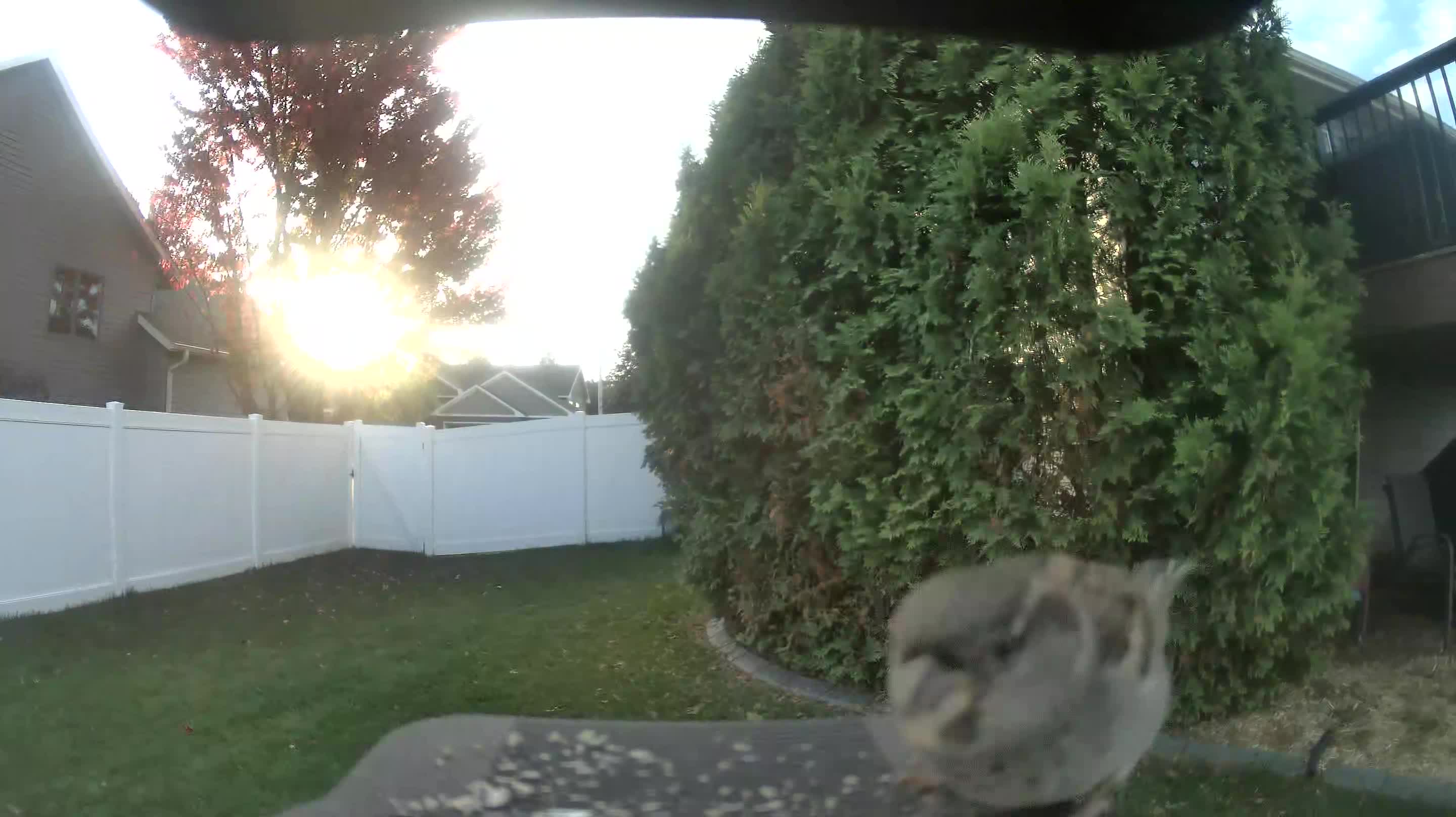 House Sparrow