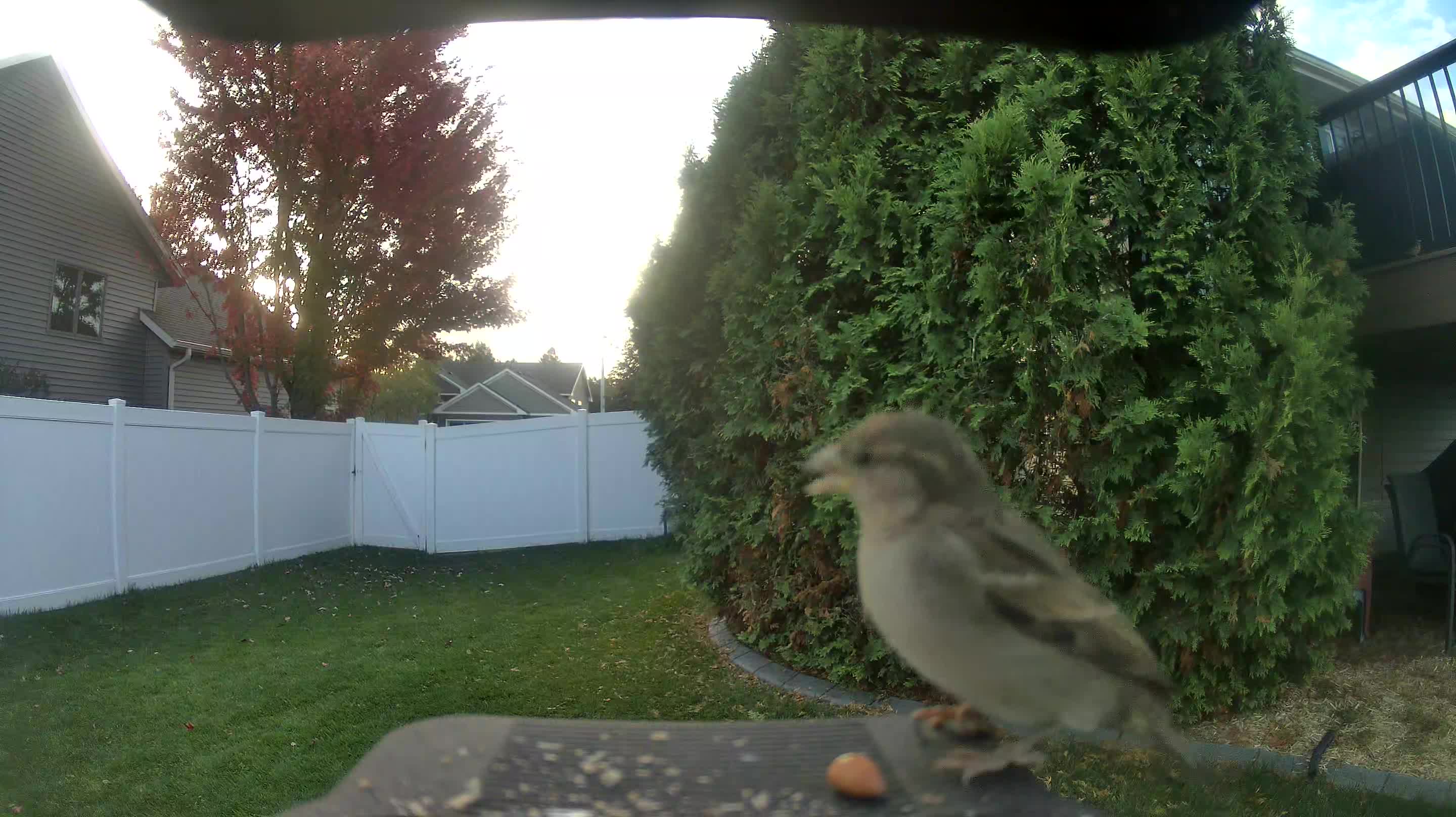 House Sparrow