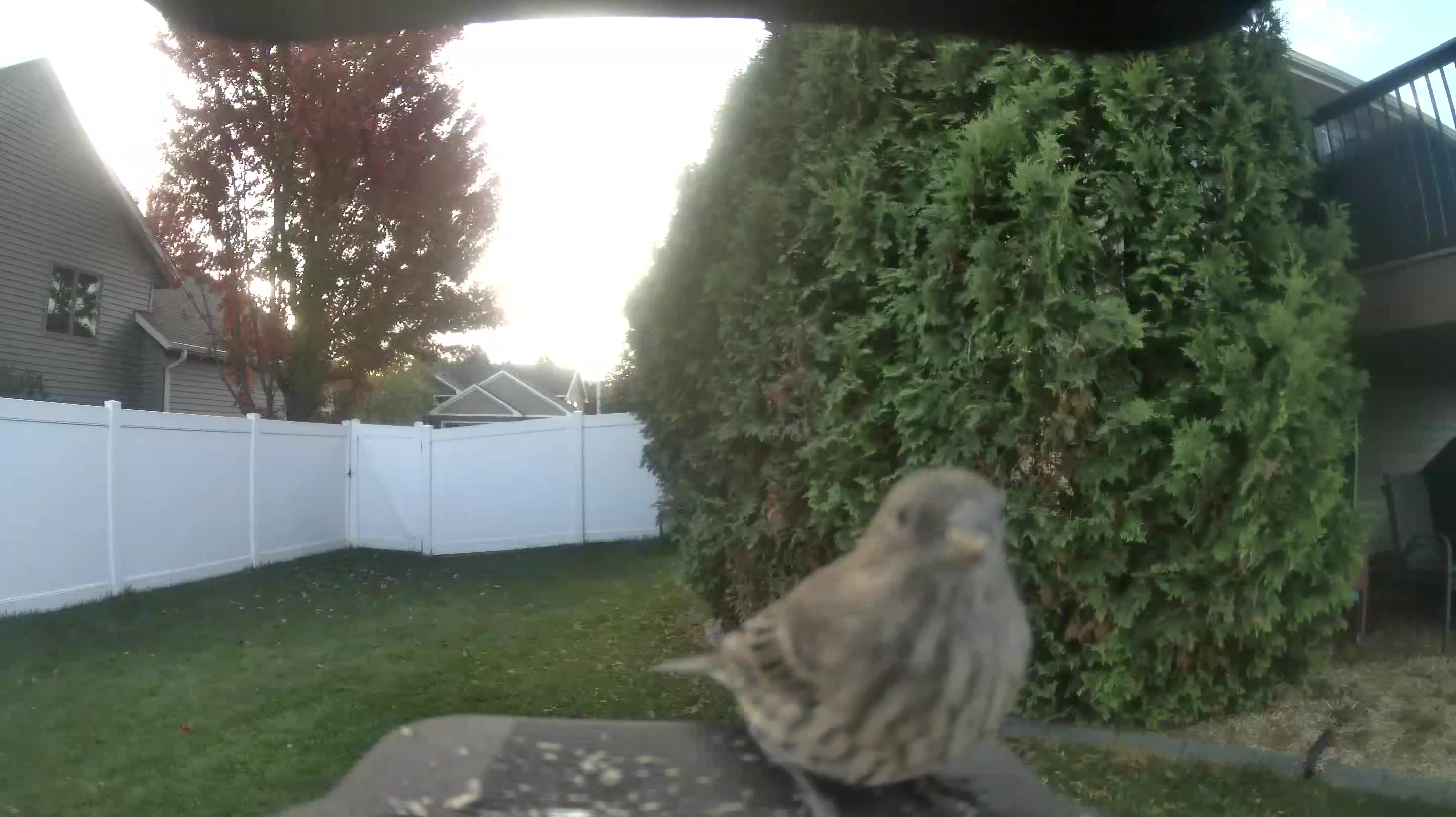 House Finch