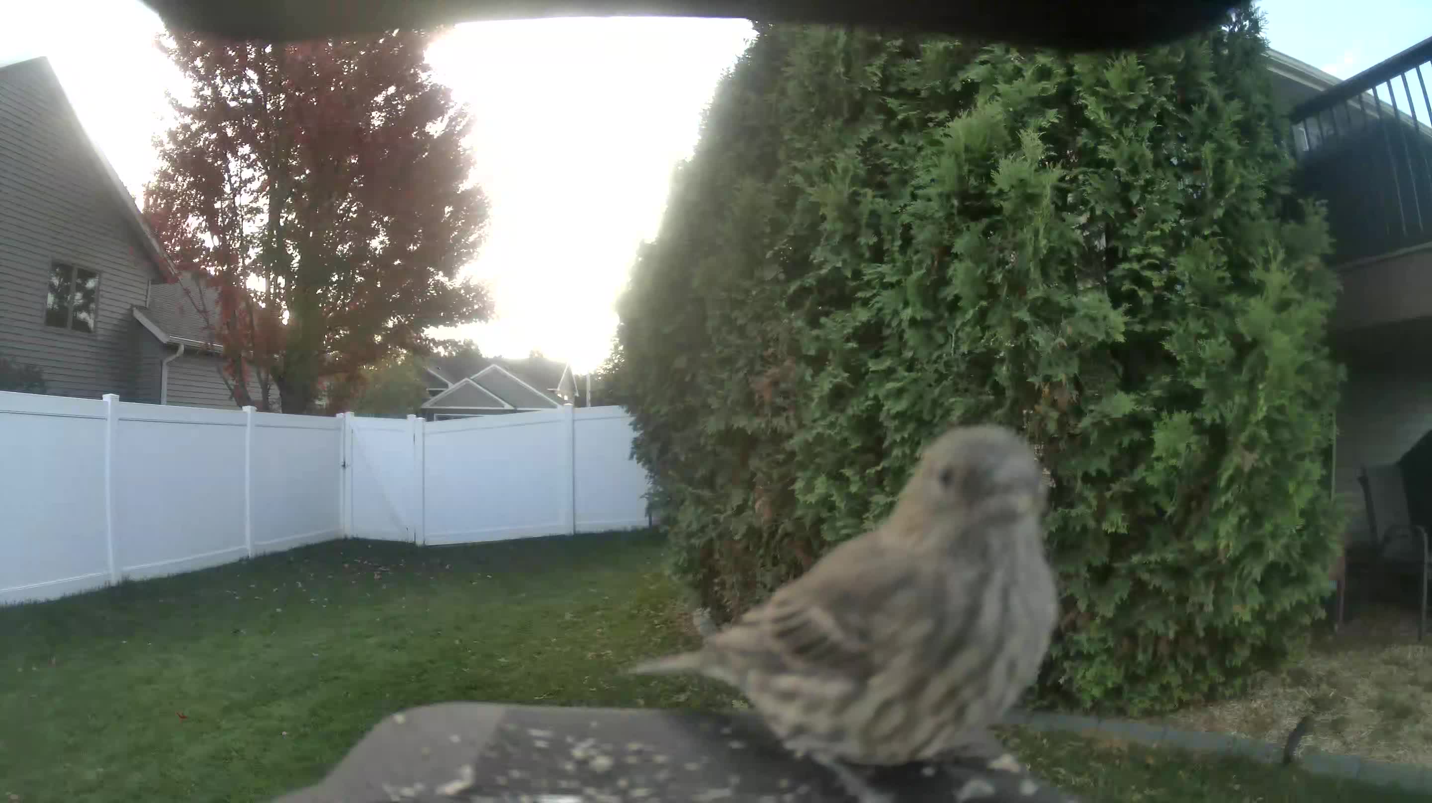 House Finch