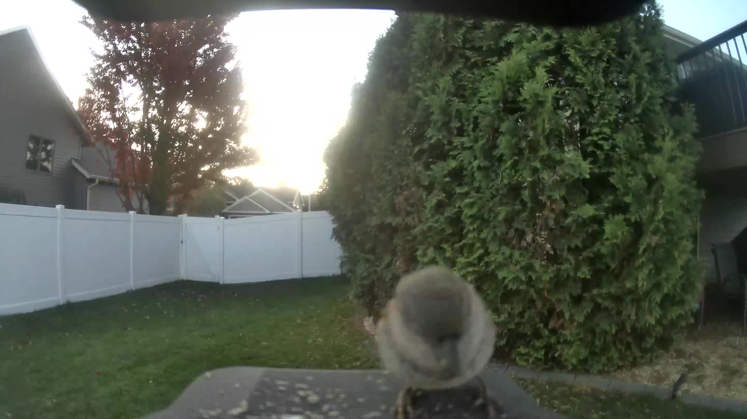 House Sparrow