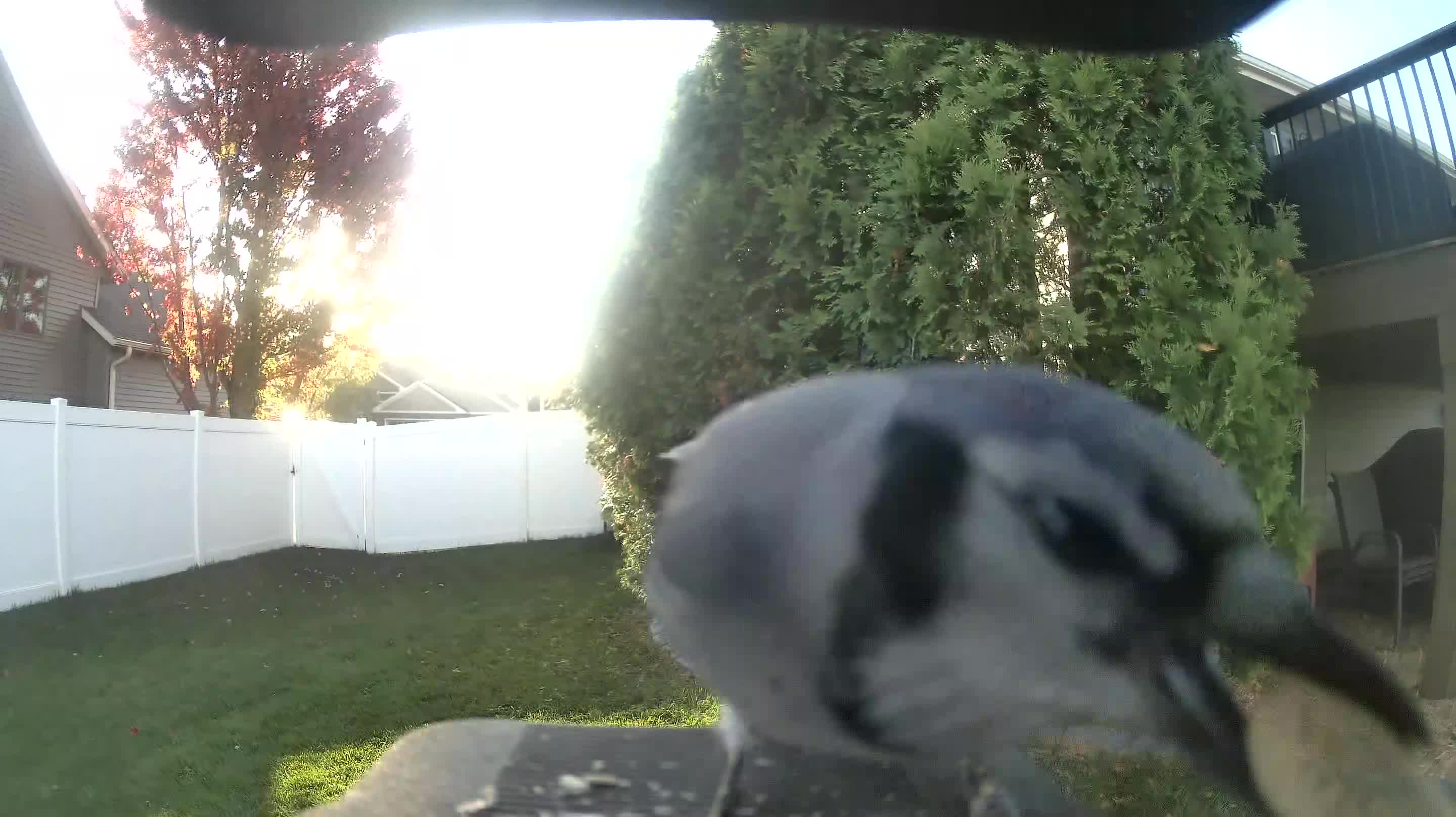Blue Jay