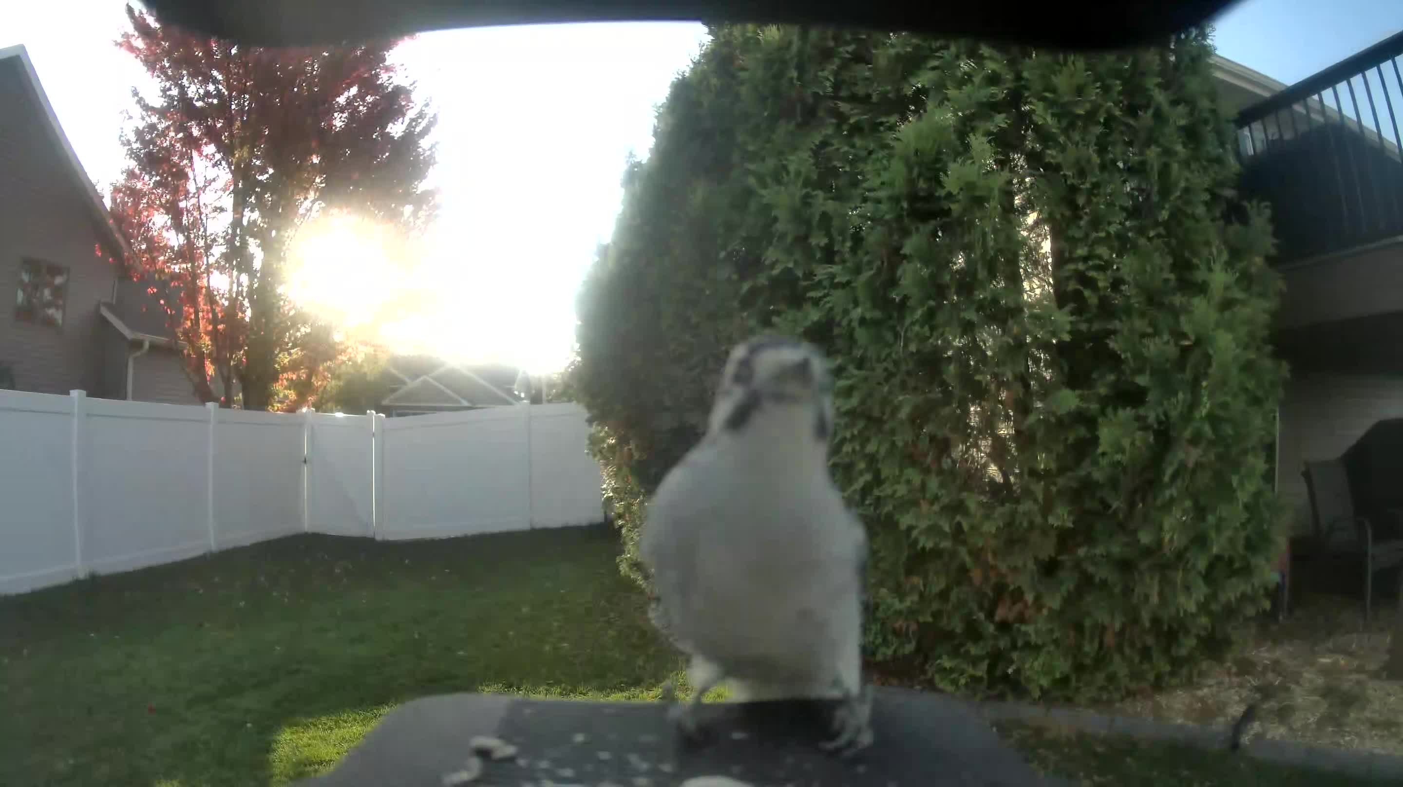 Blue Jay