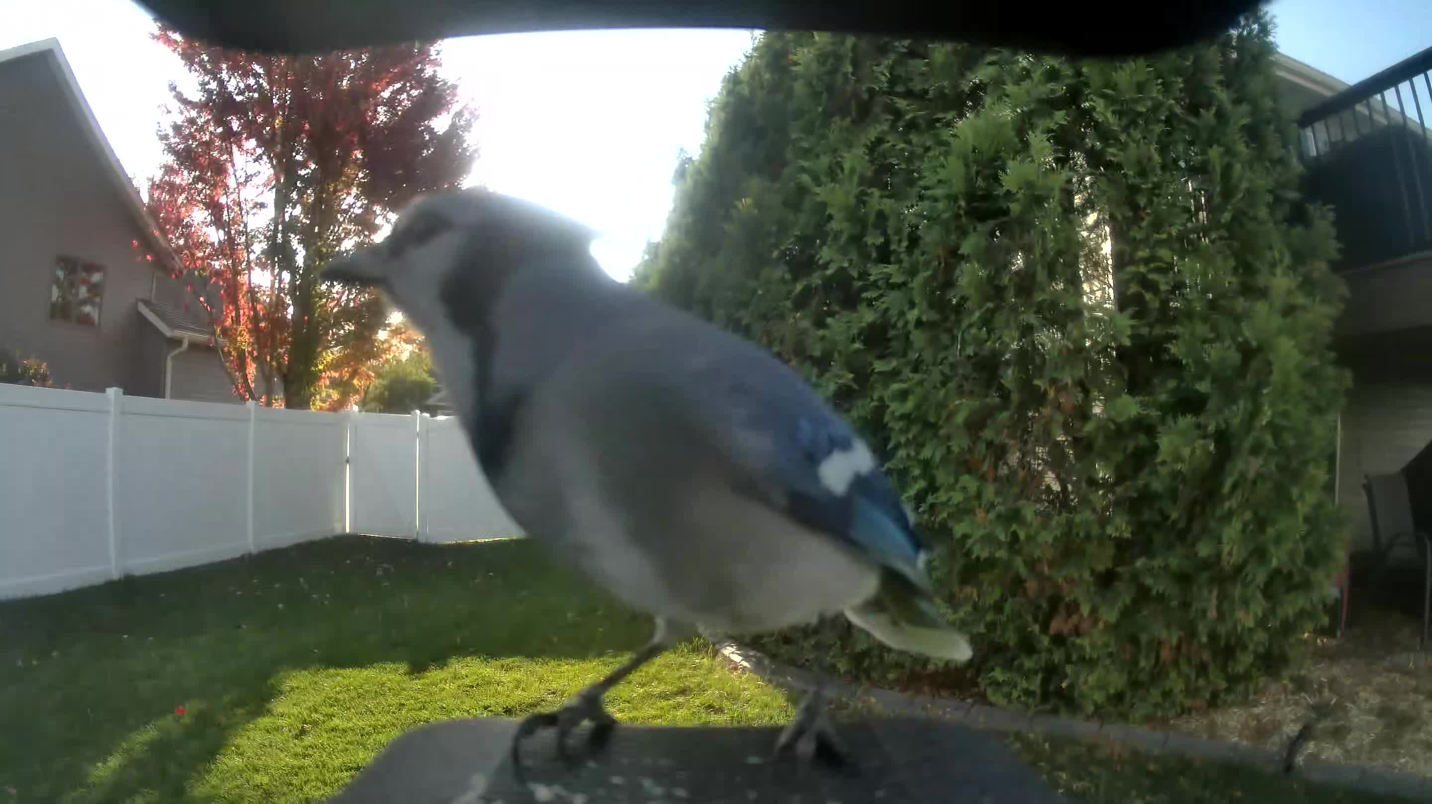 Blue Jay