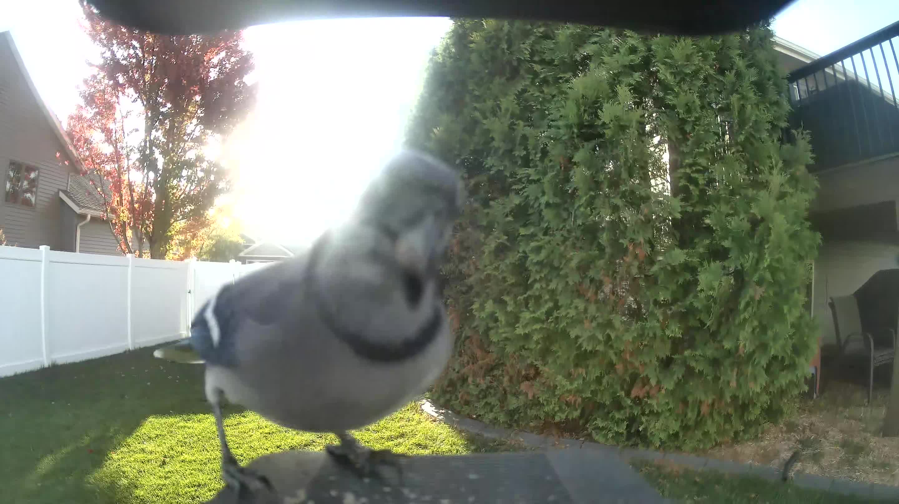 Blue Jay