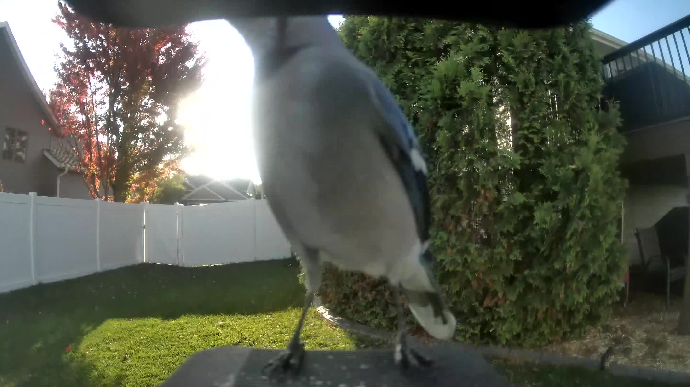 Blue Jay