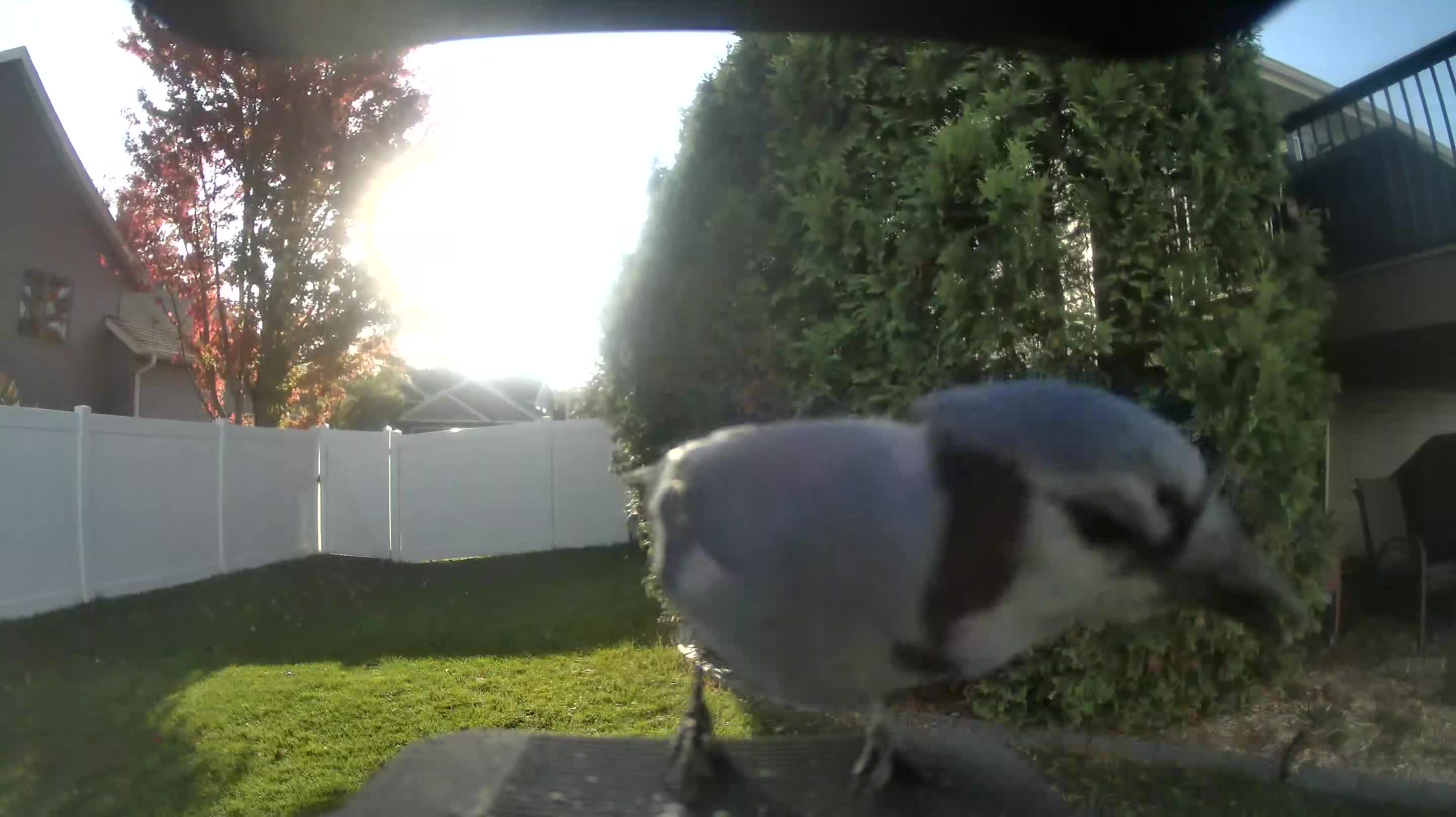 Blue Jay