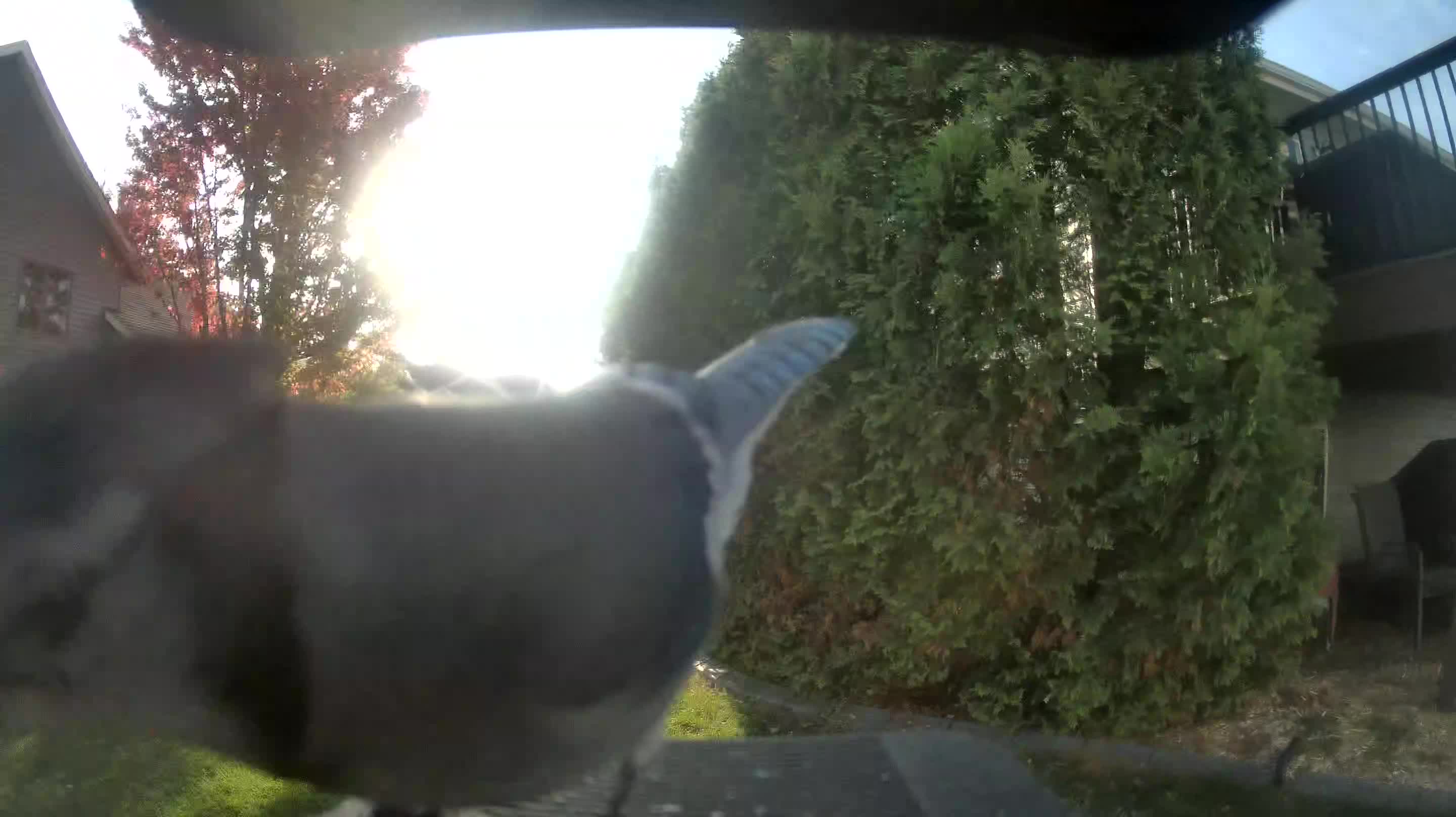 Blue Jay
