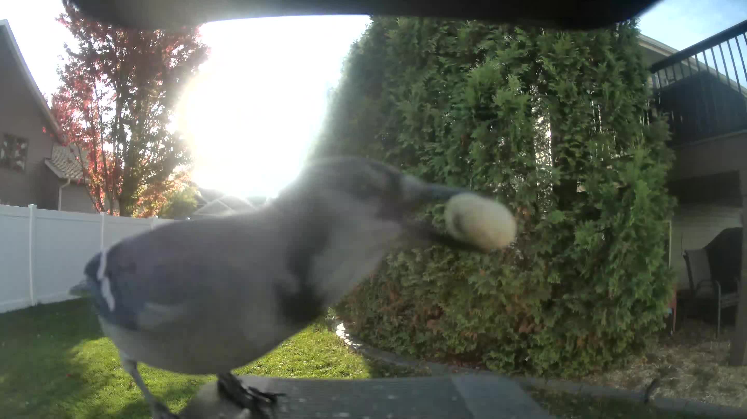 Blue Jay