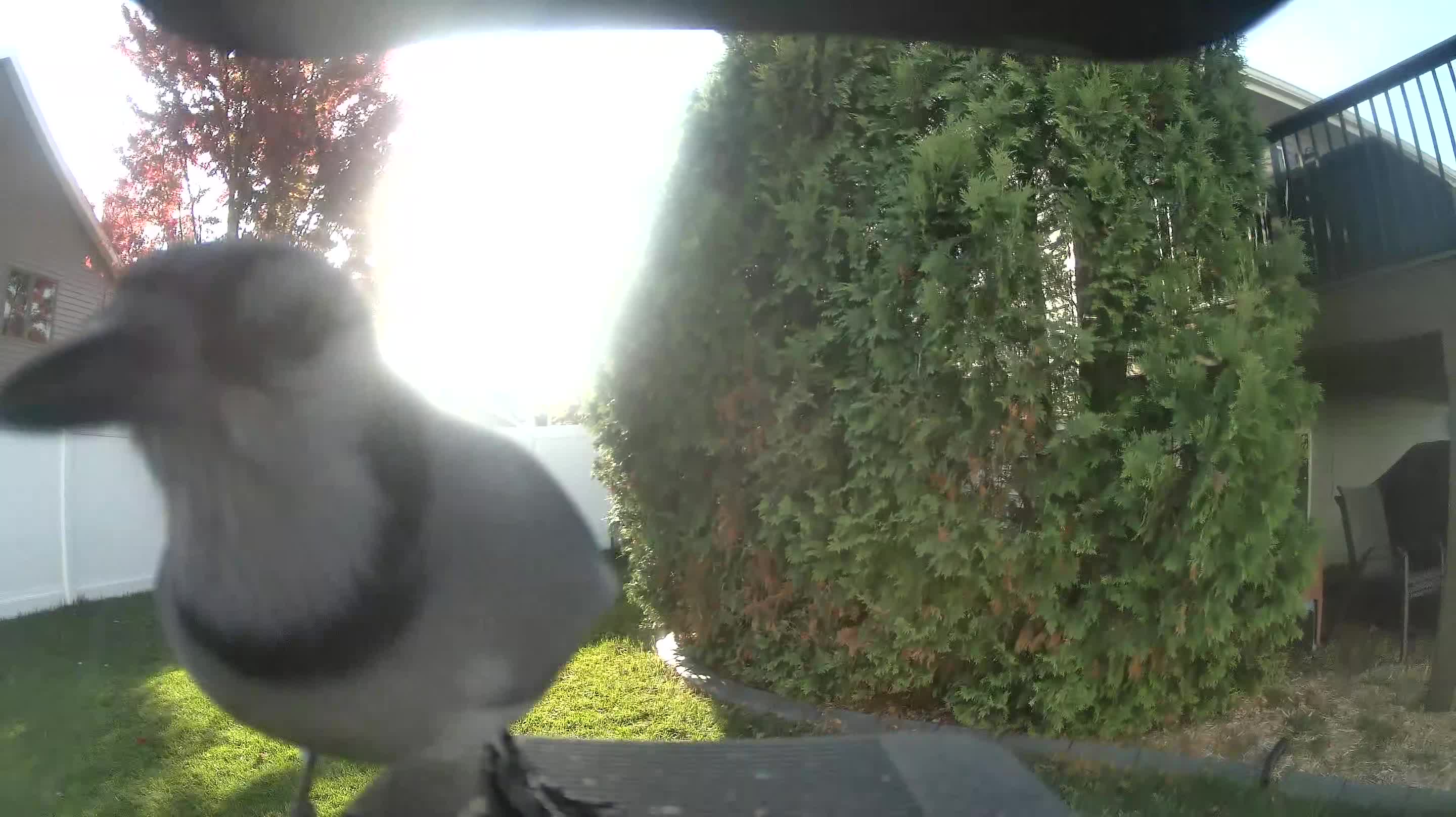 Blue Jay