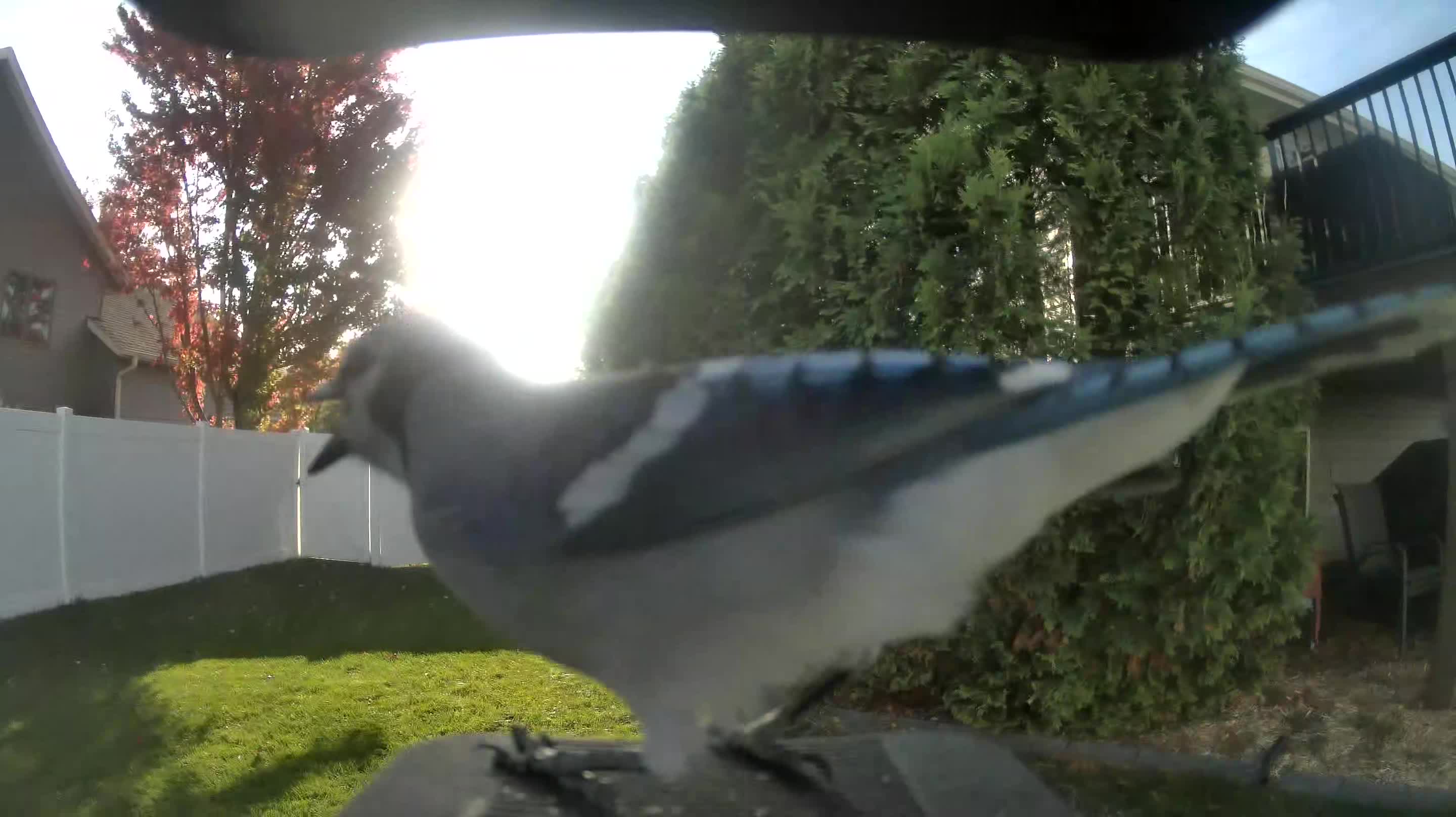 Blue Jay