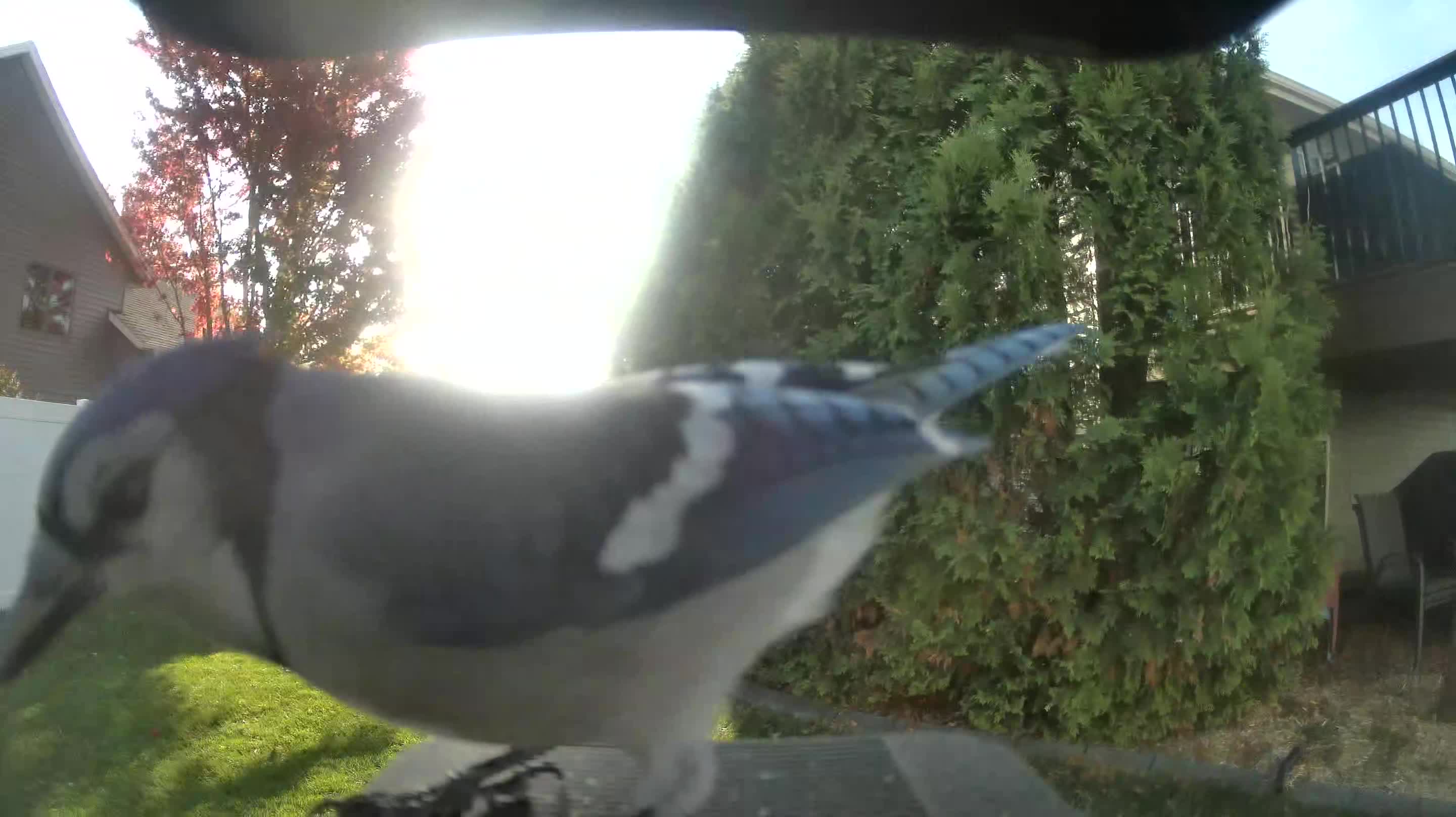 Blue Jay