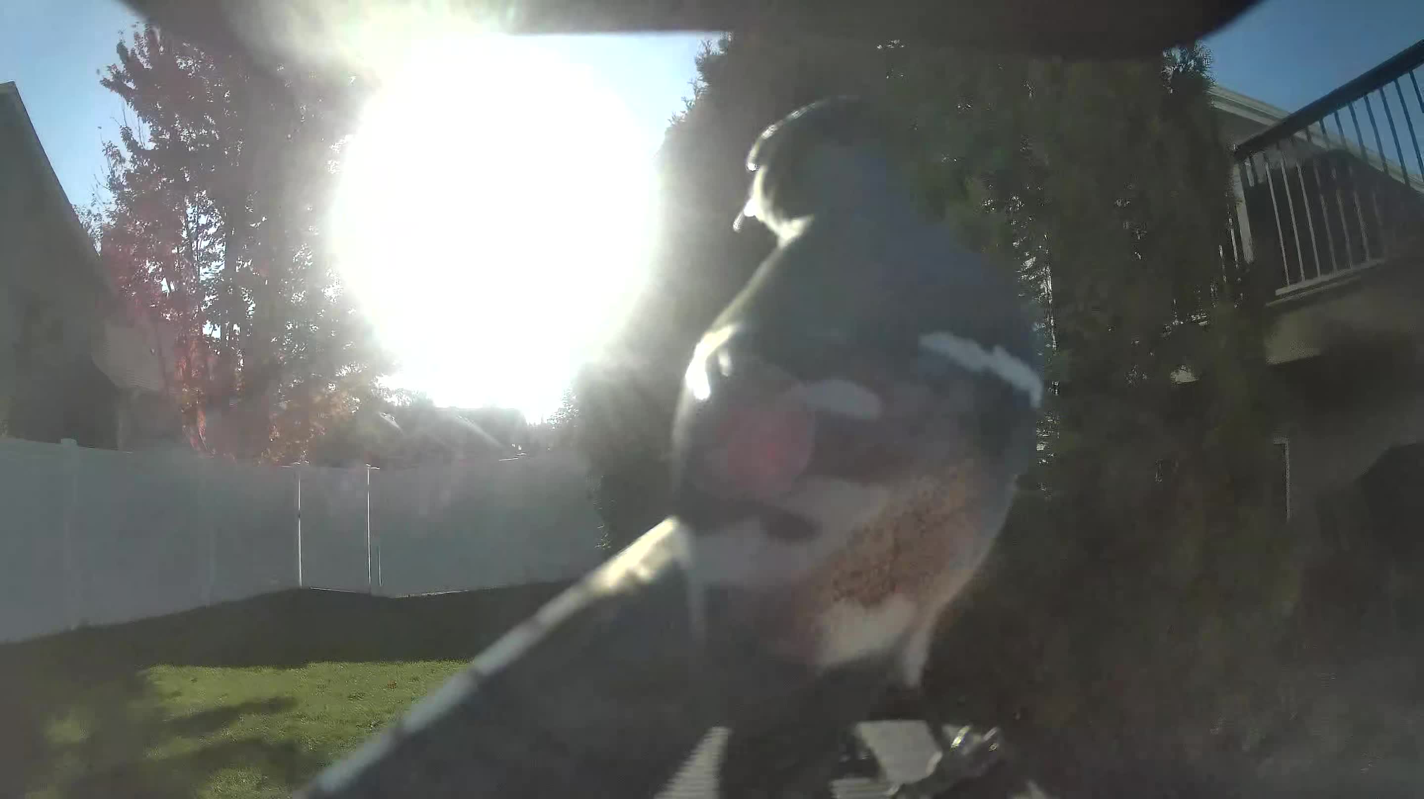 Blue Jay
