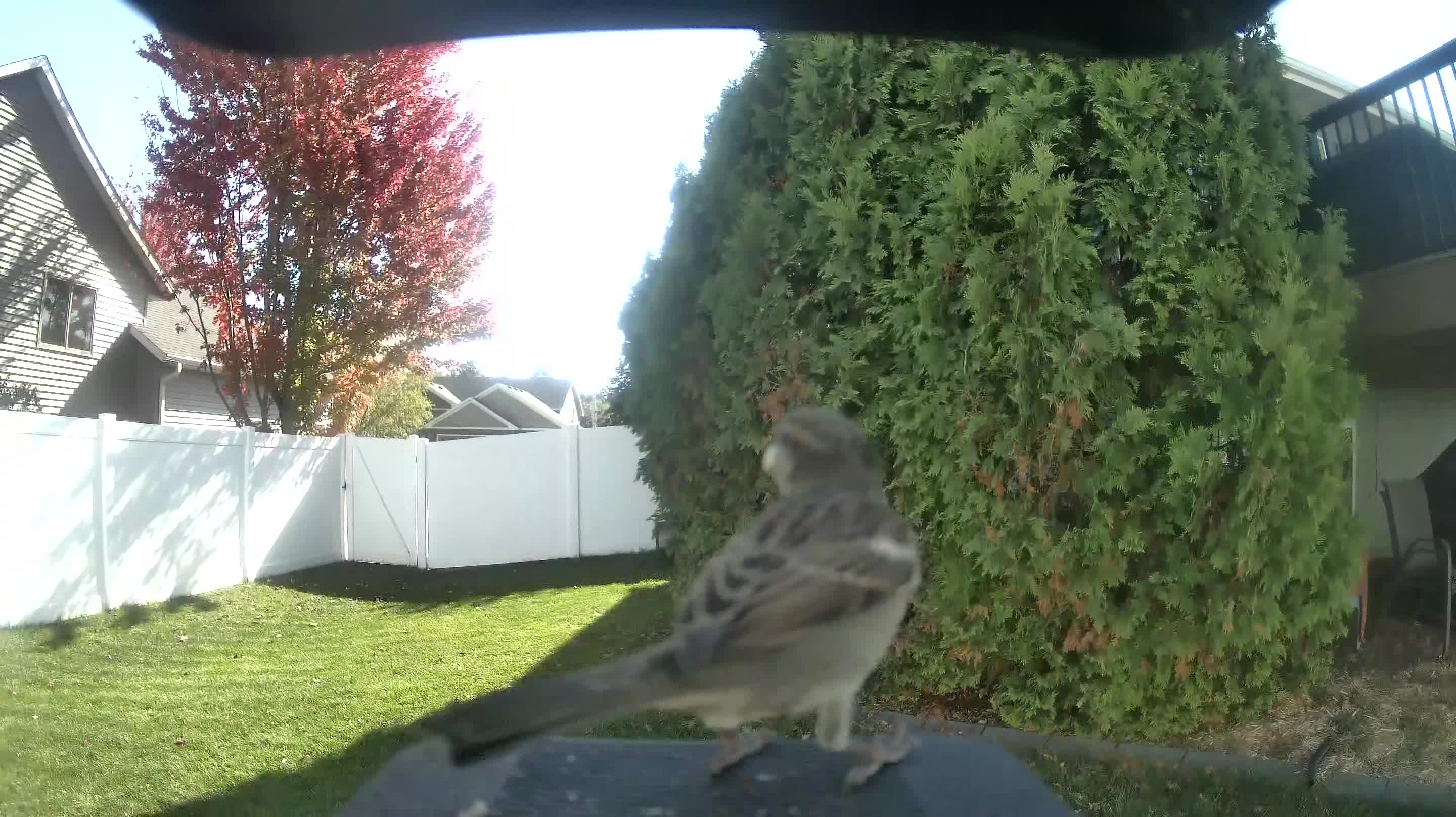House Sparrow